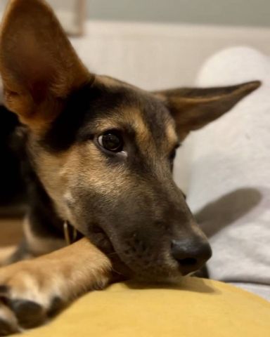 雑種（ミックス犬）・オスの里親募集の写真