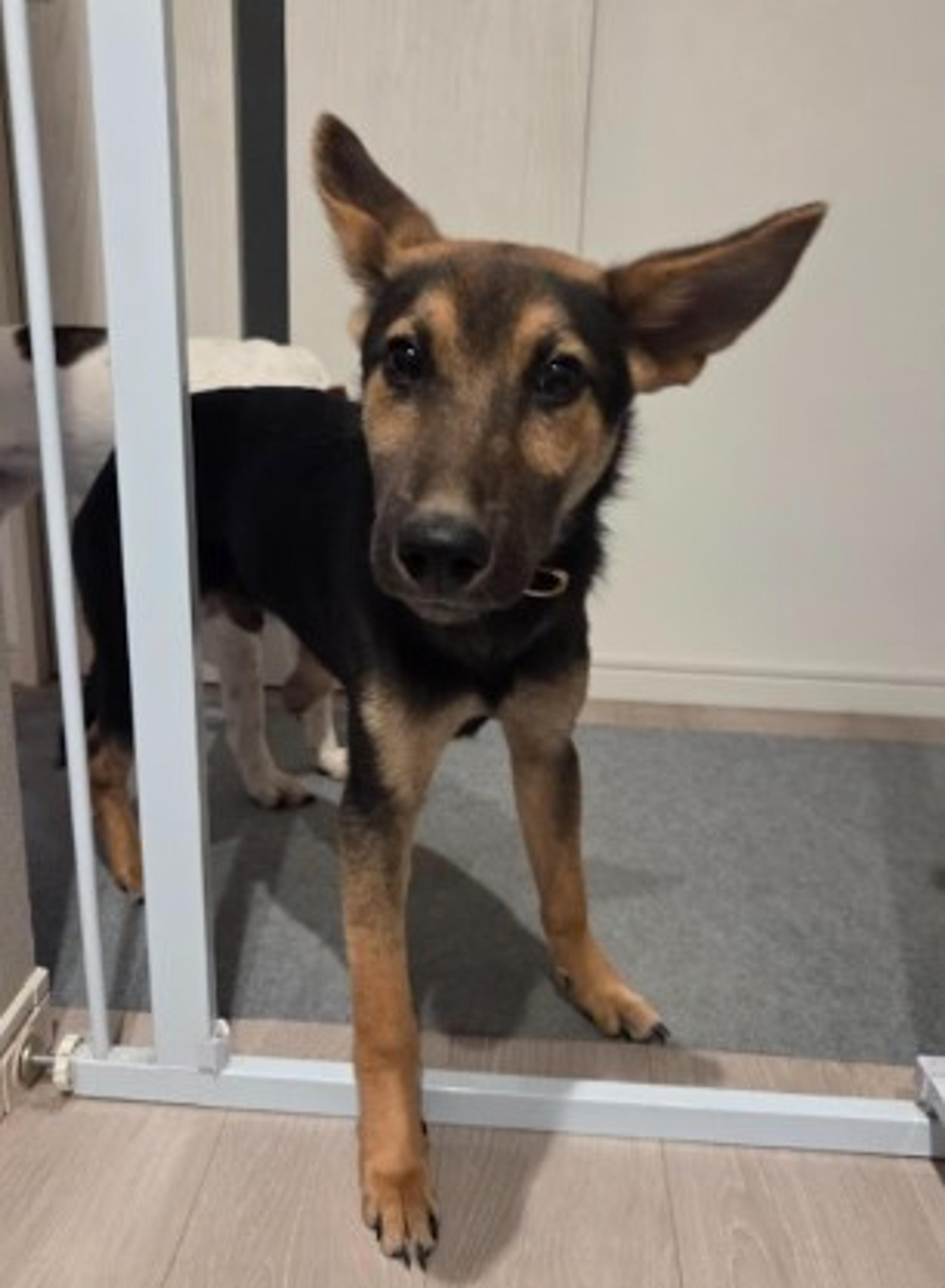pet-image-5