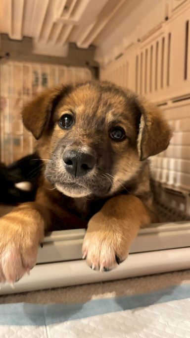 雑種（ミックス犬）・メスの里親募集の写真