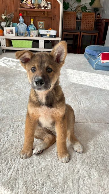 雑種（ミックス犬）・メスの里親募集の写真