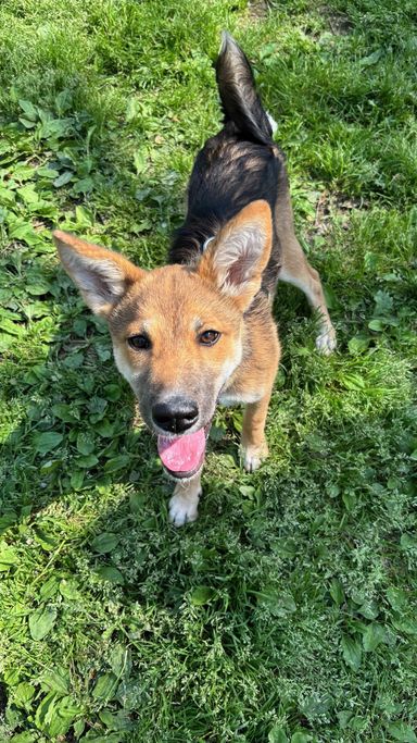雑種（ミックス犬）・メスの里親募集の写真