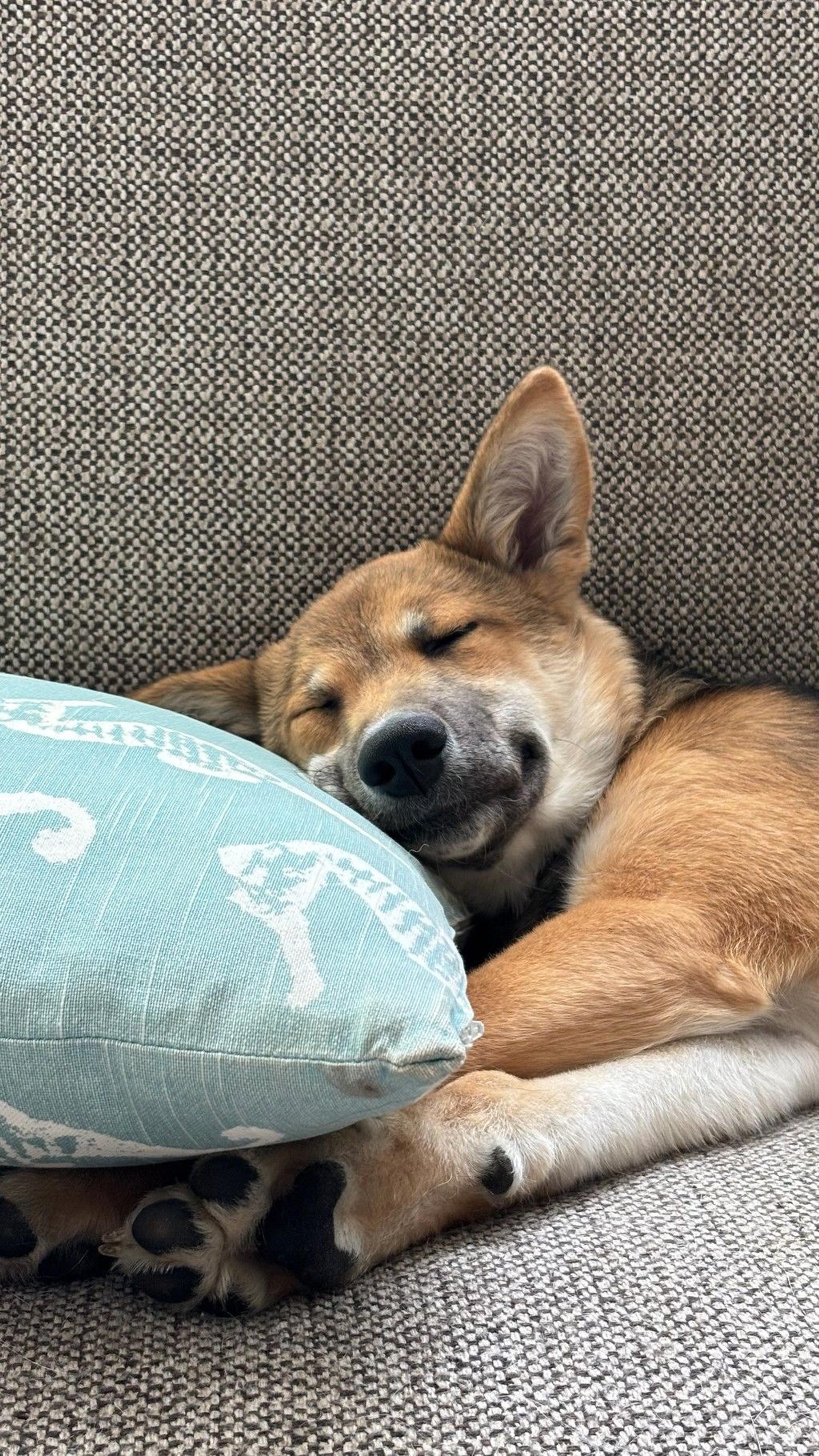 pet-image-2