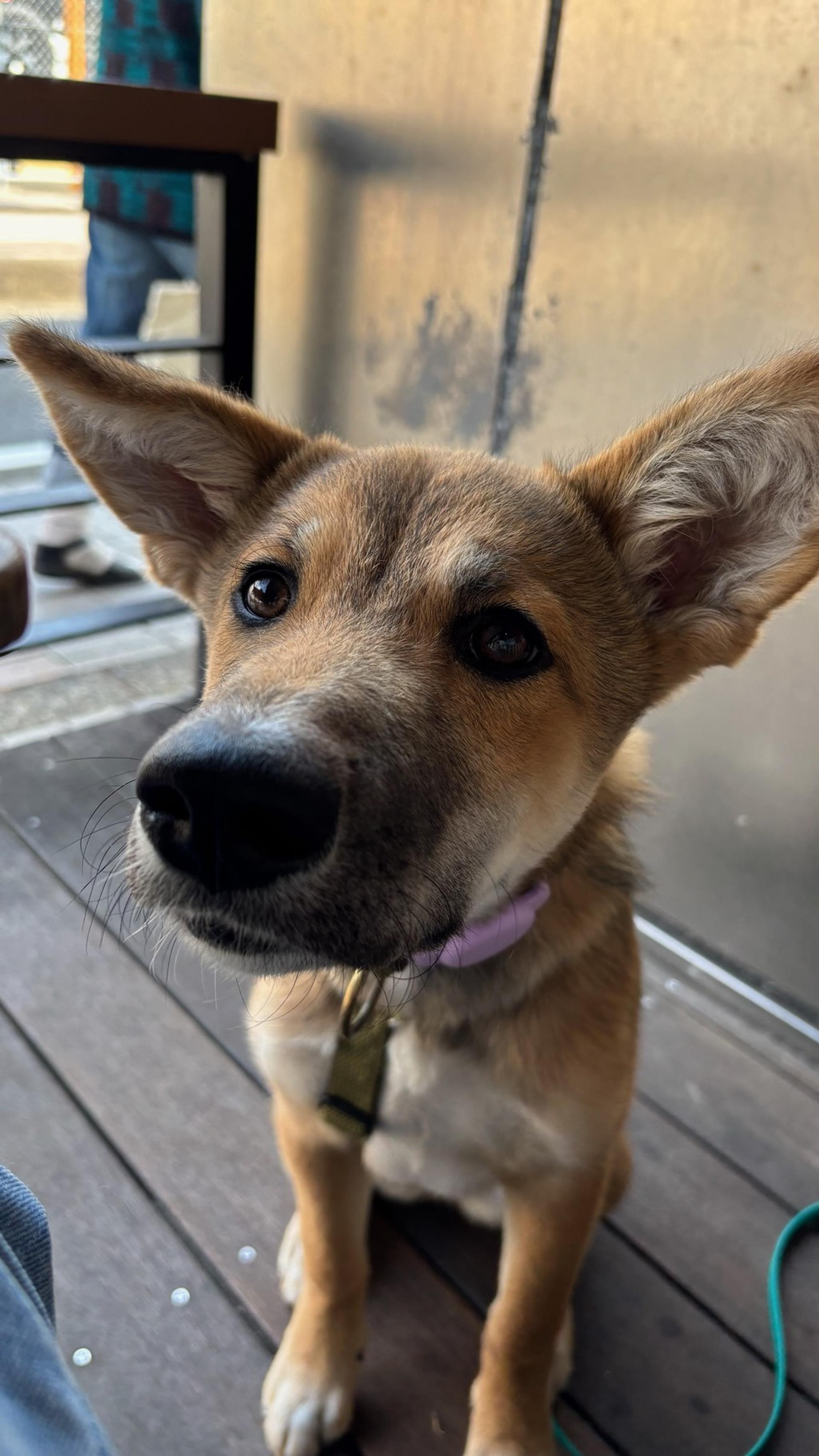 pet-image-4