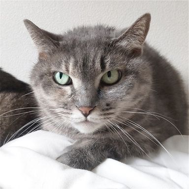 雑種（ミックス猫）・メスの里親募集の写真