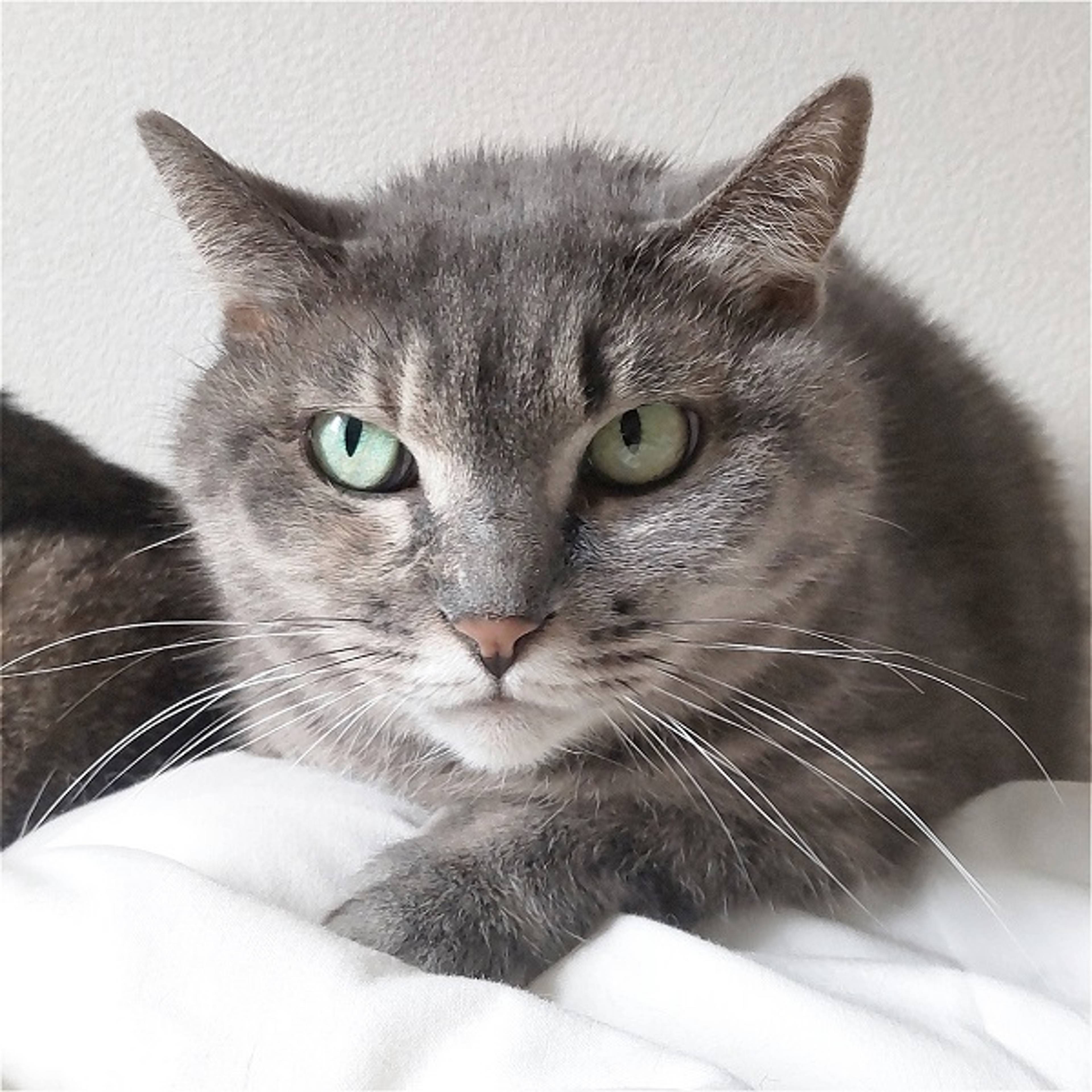 雑種（ミックス猫）・メスの里親募集の写真