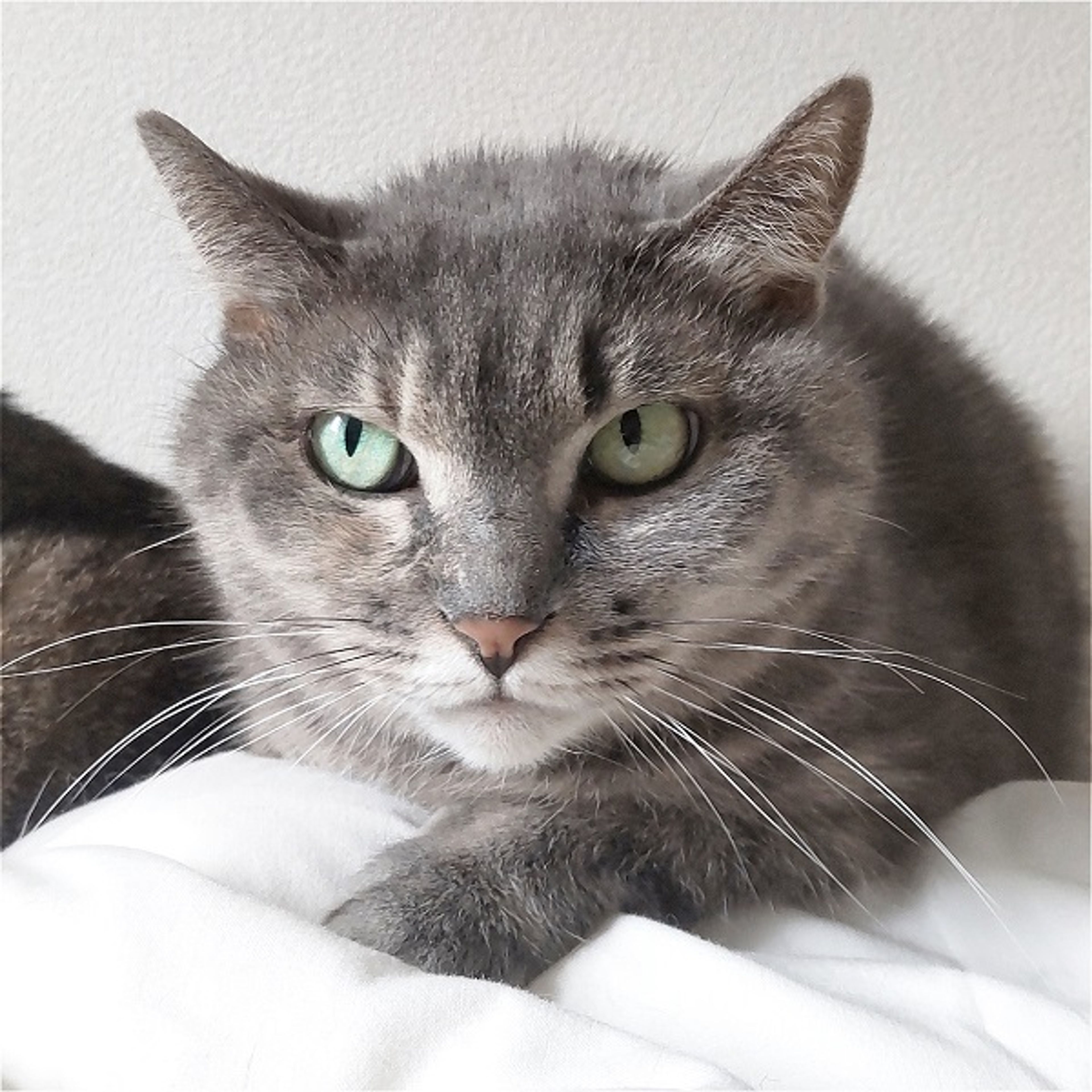 雑種（ミックス猫）・メスの里親募集の写真