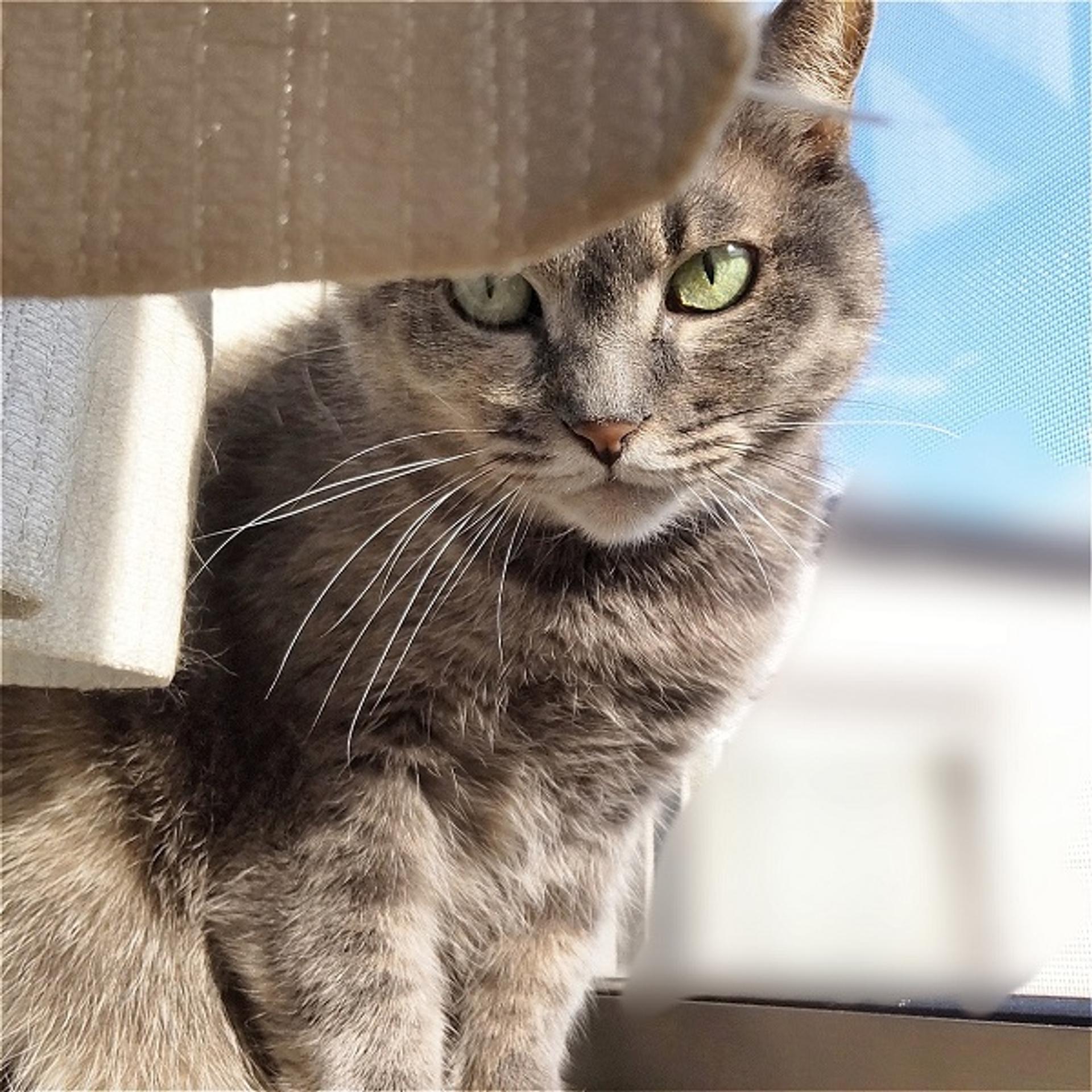 pet-image-3