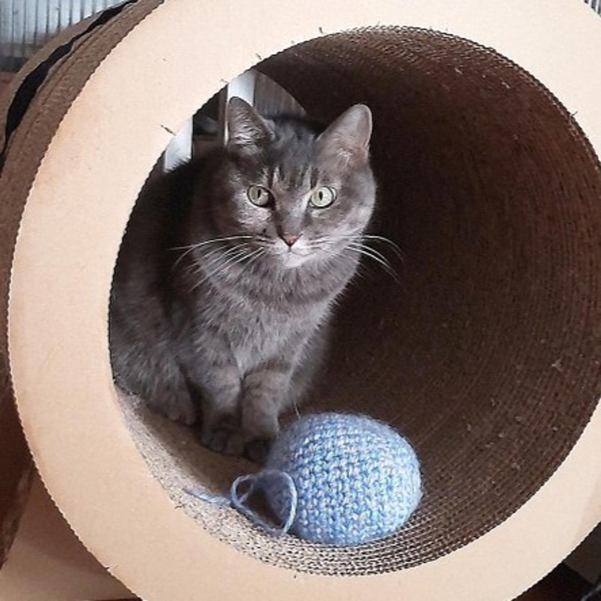 pet-image-4