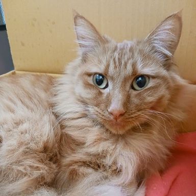 雑種（ミックス猫）・メスの里親募集の写真