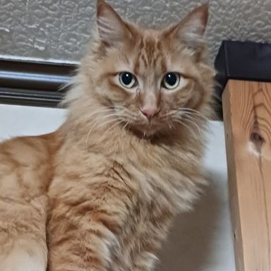 雑種（ミックス猫）・メスの里親募集の写真