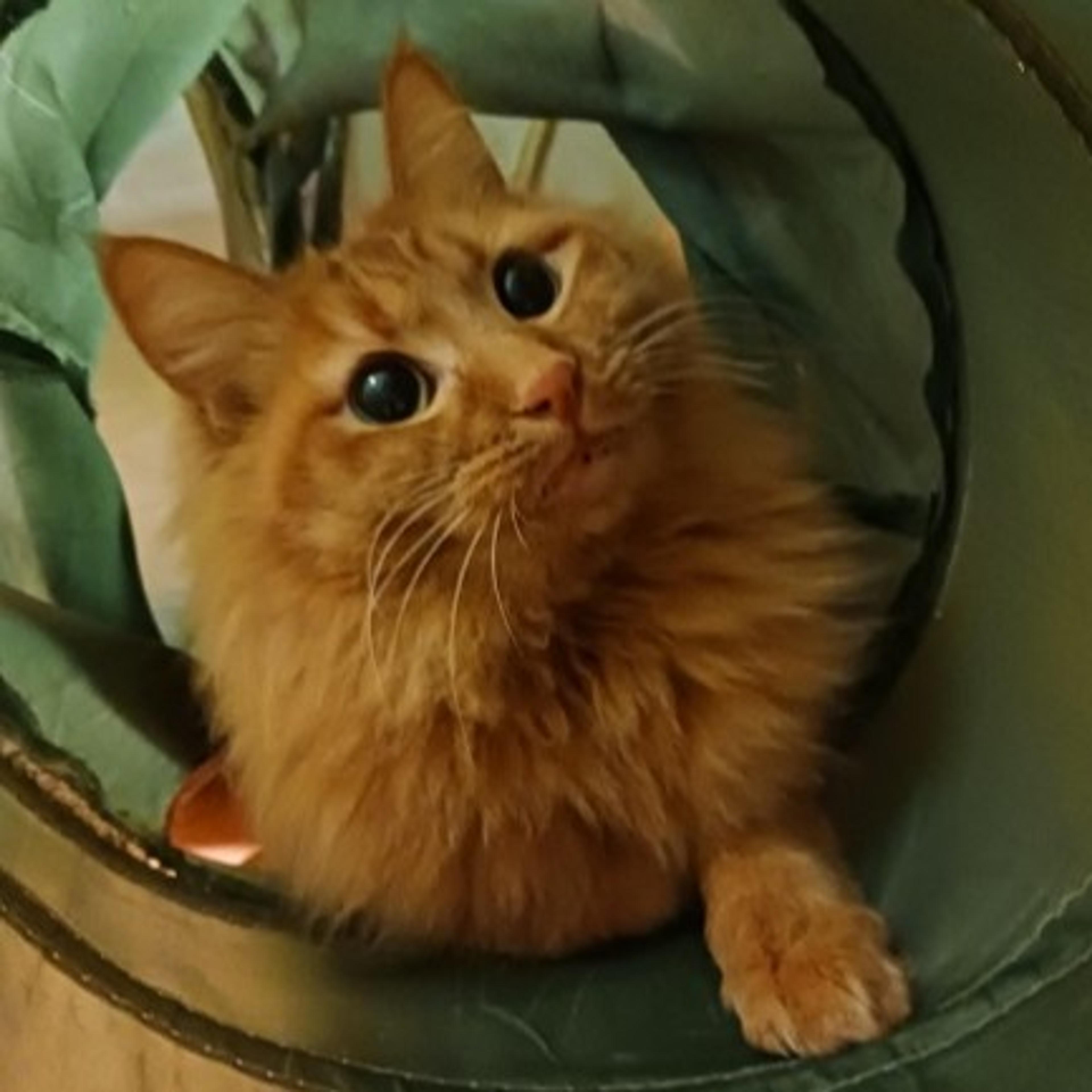 pet-image-2
