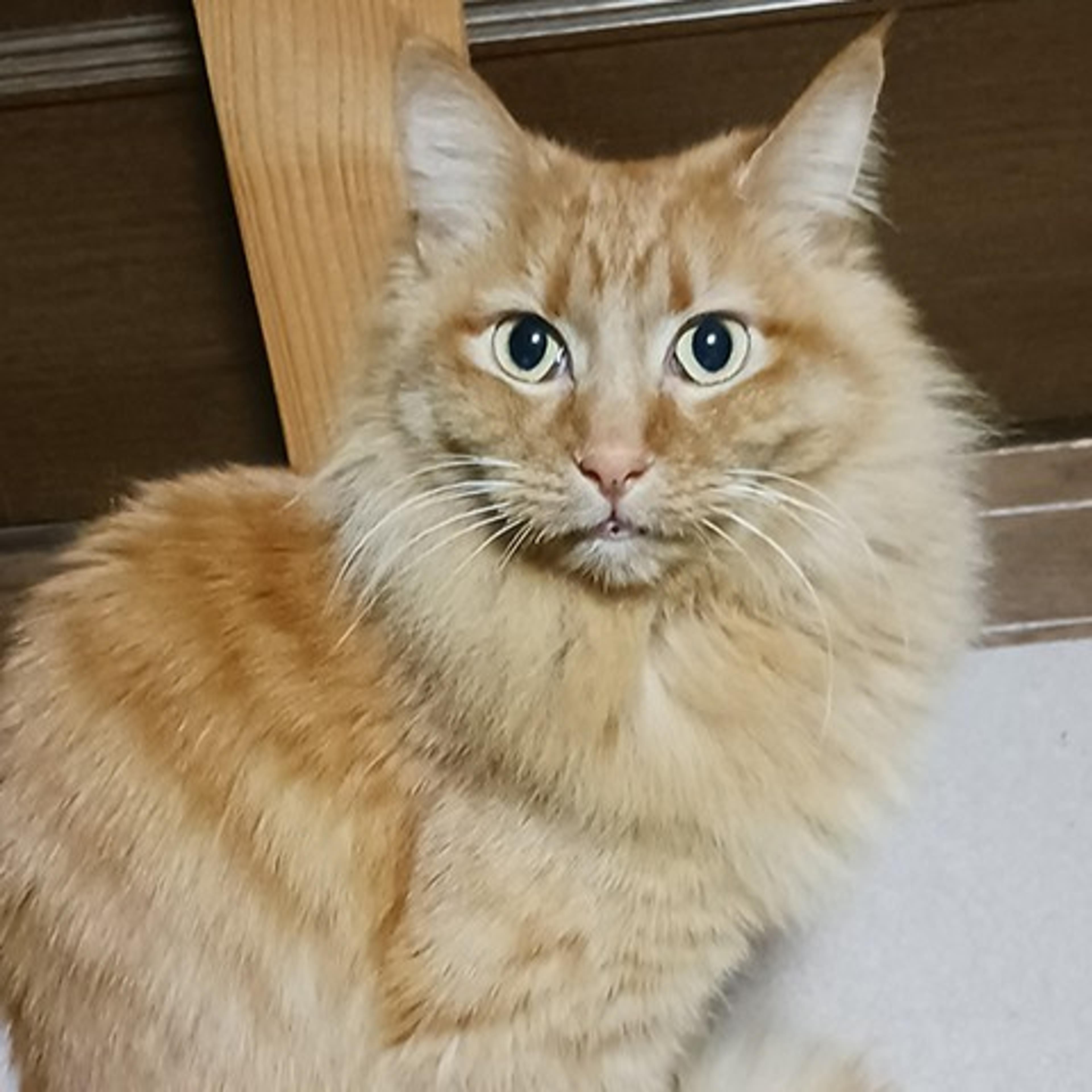 pet-image-3