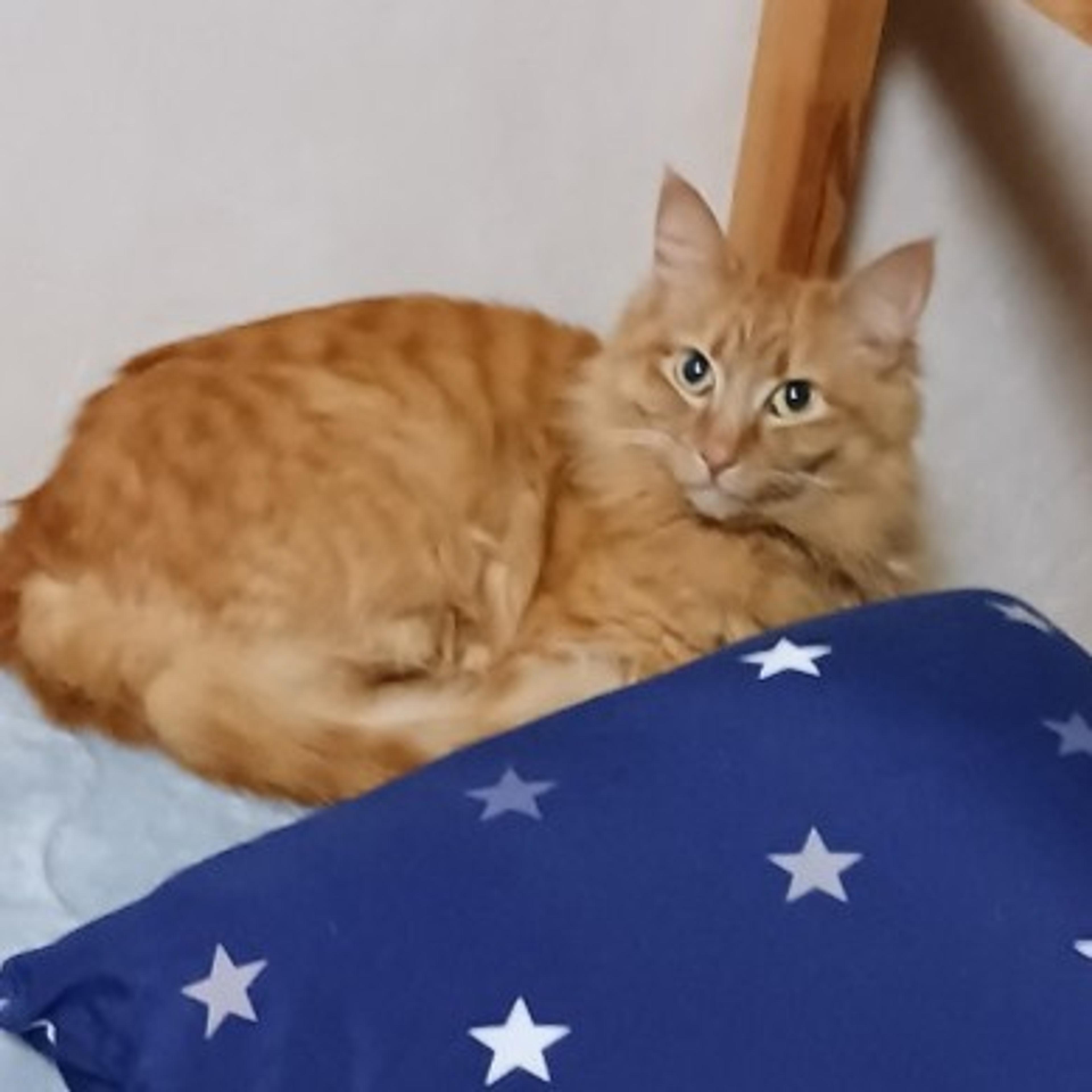 pet-image-4