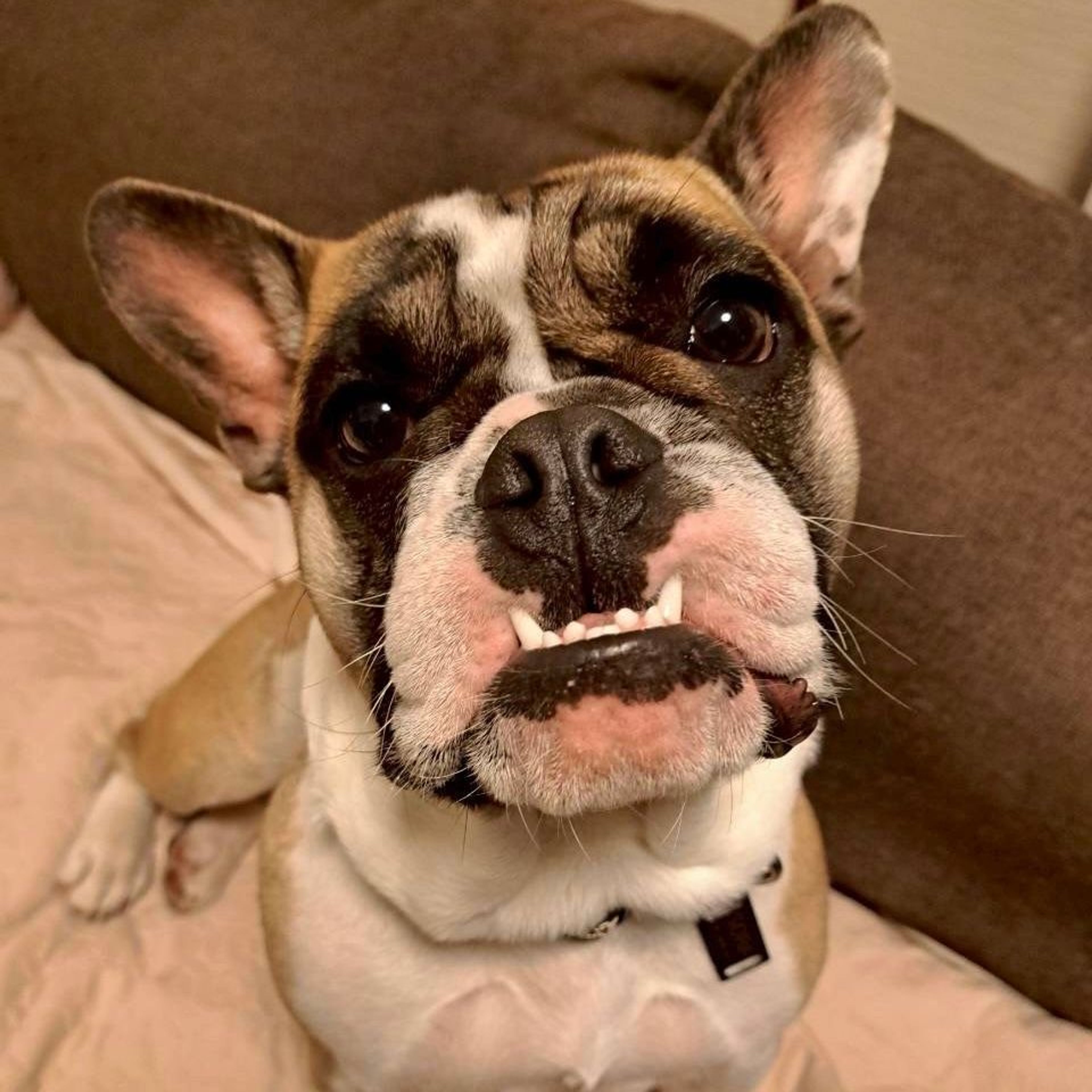 雑種（ミックス犬）・メスの里親募集の写真