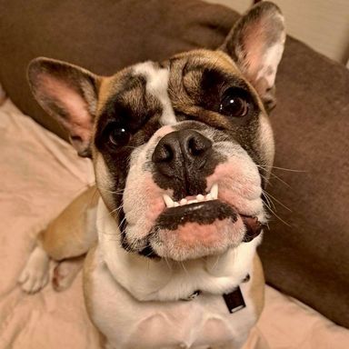 雑種（ミックス犬）・メスの里親募集の写真