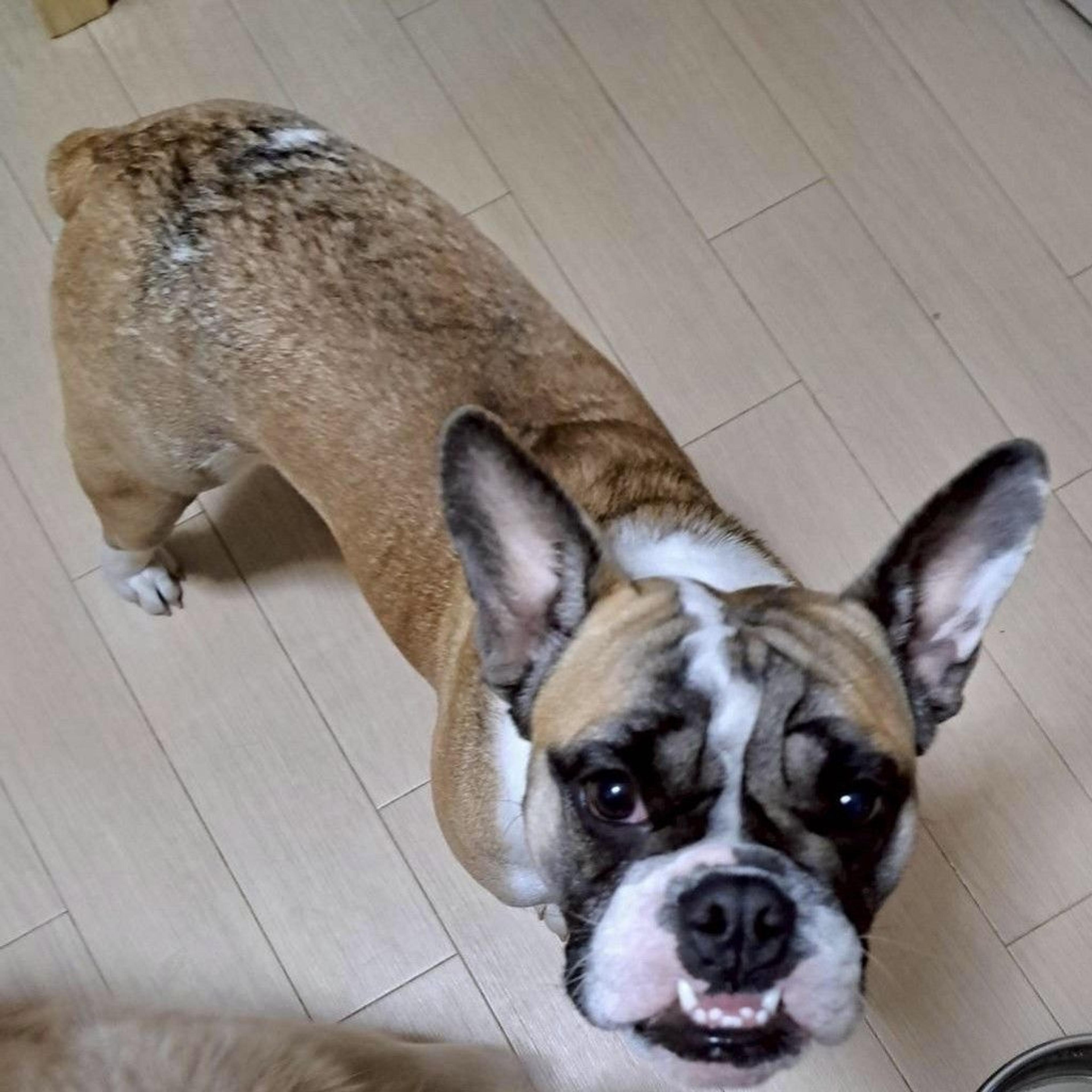 pet-image-3
