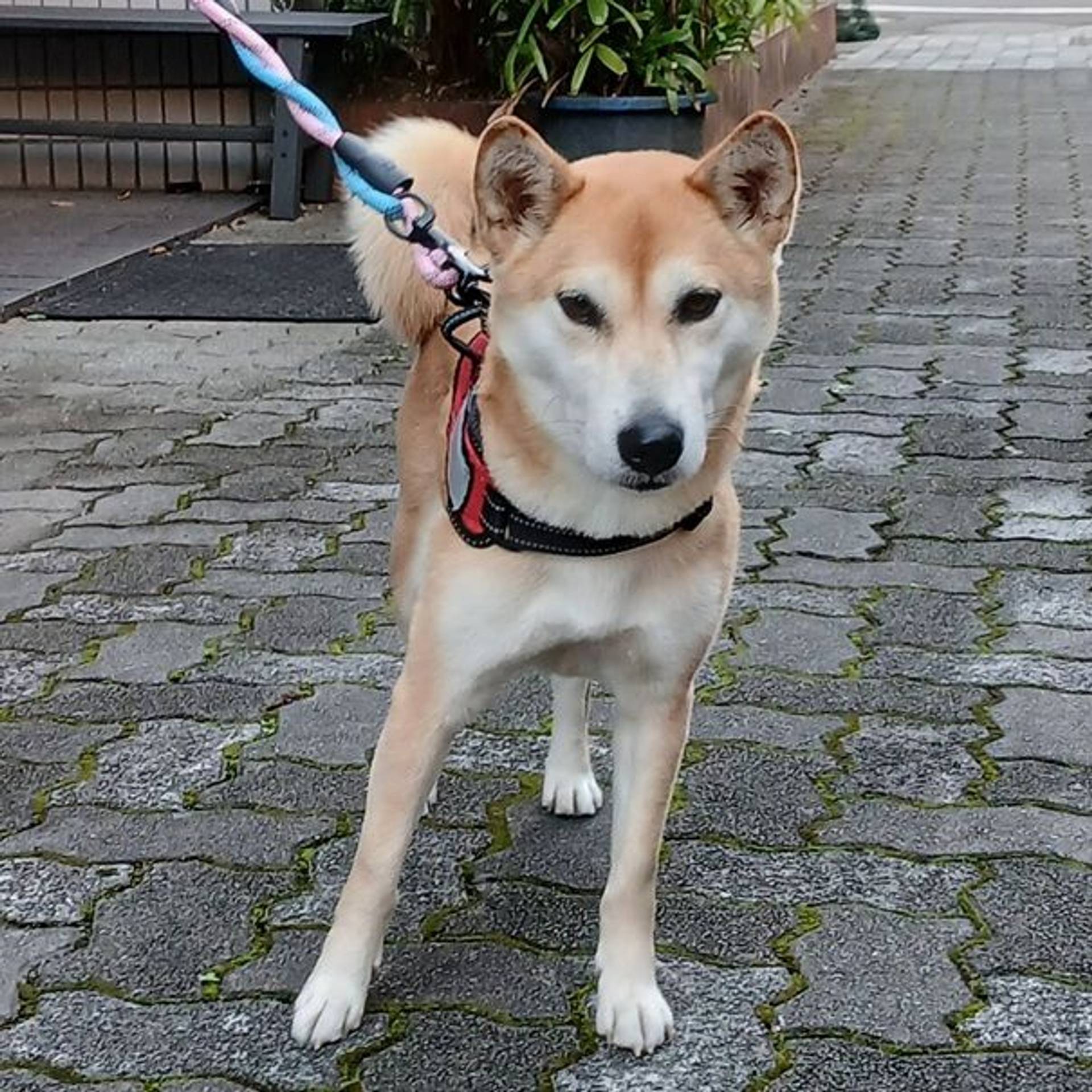 雑種（ミックス犬）・メスの里親募集の写真