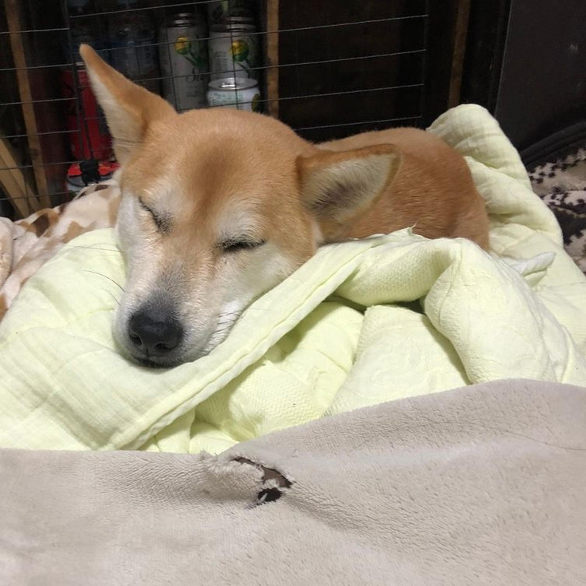 pet-image-4