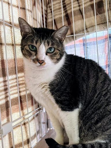 雑種（ミックス猫）・メスの里親募集の写真