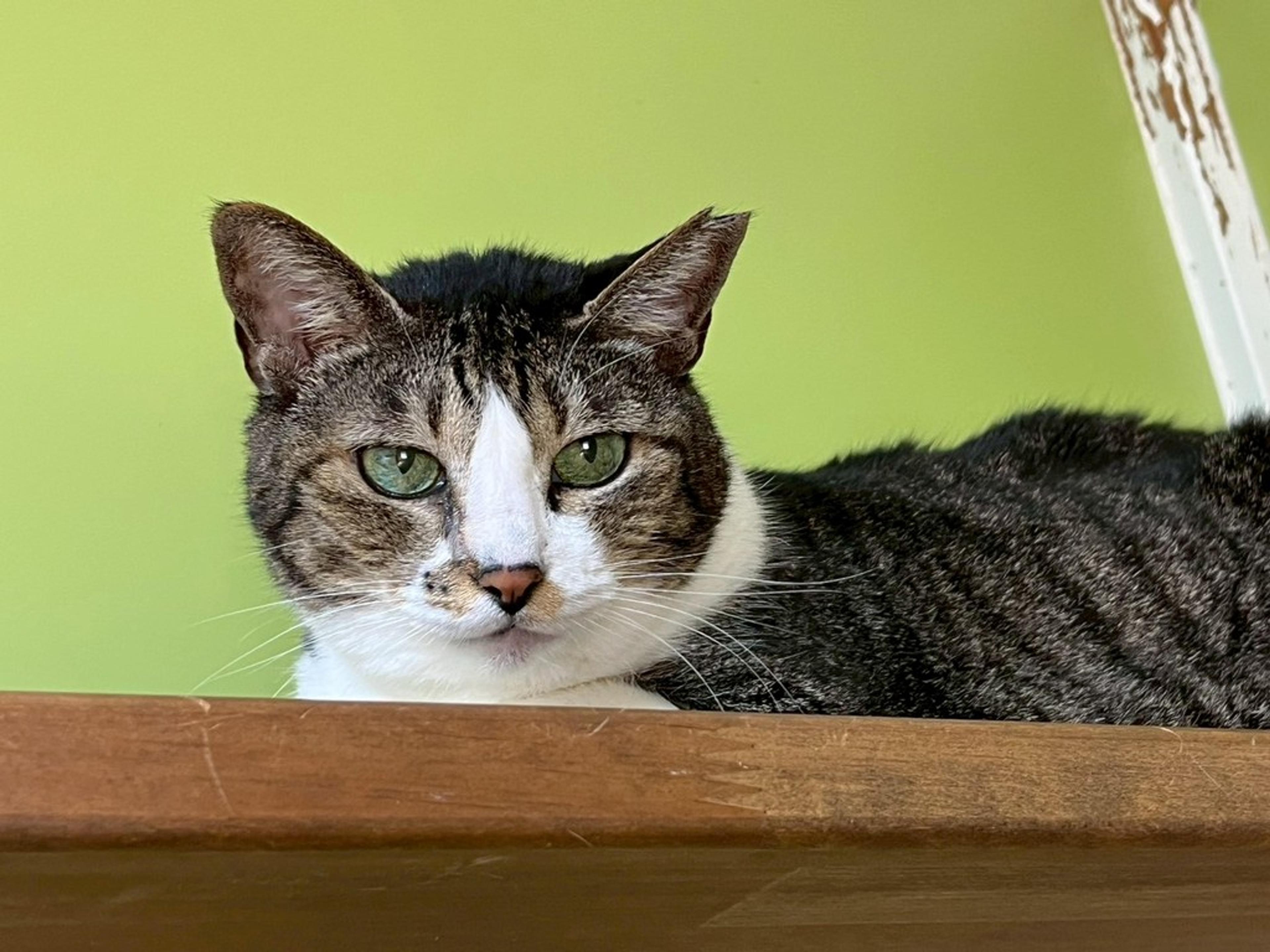 pet-image-2