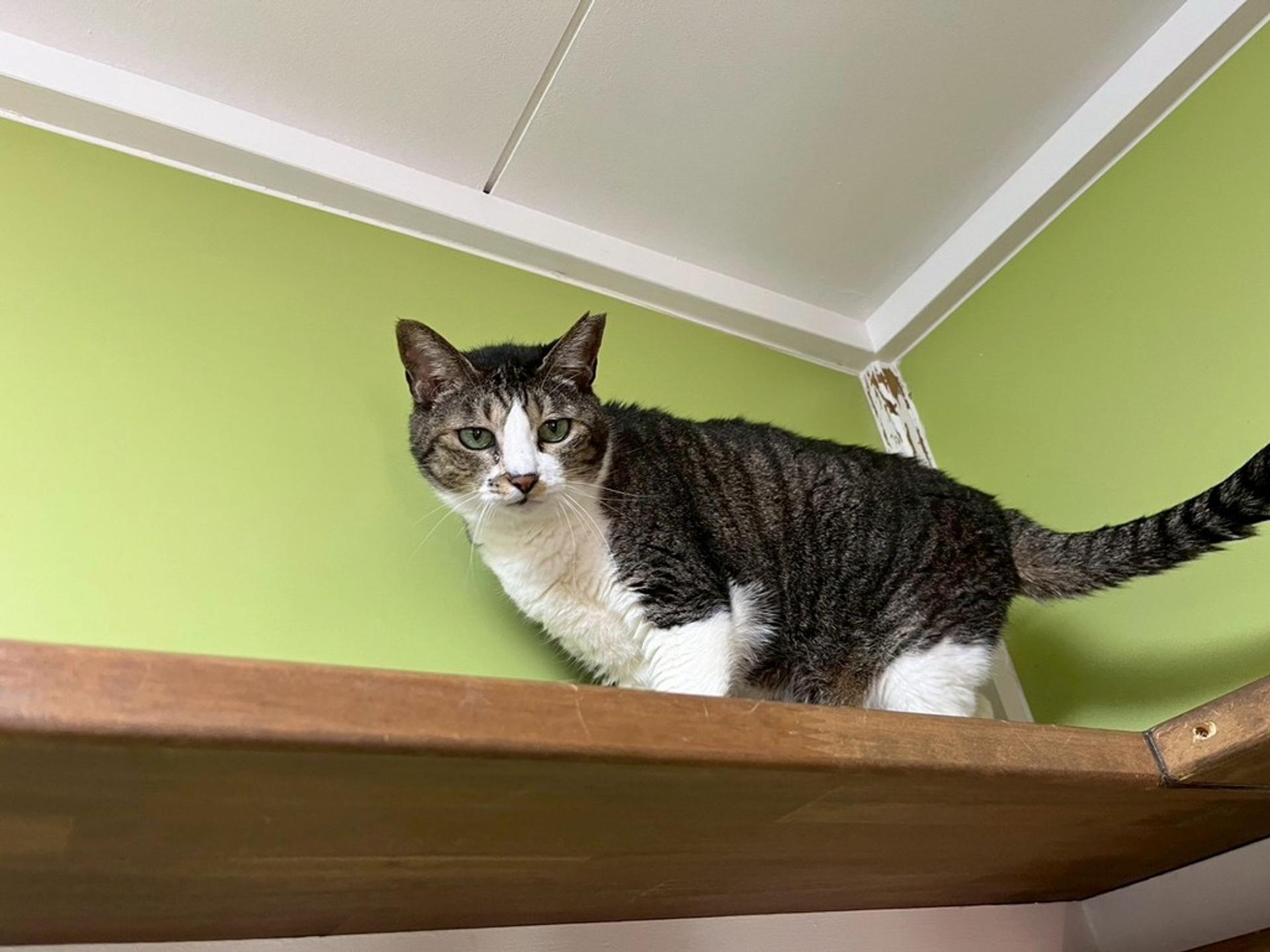 pet-image-3