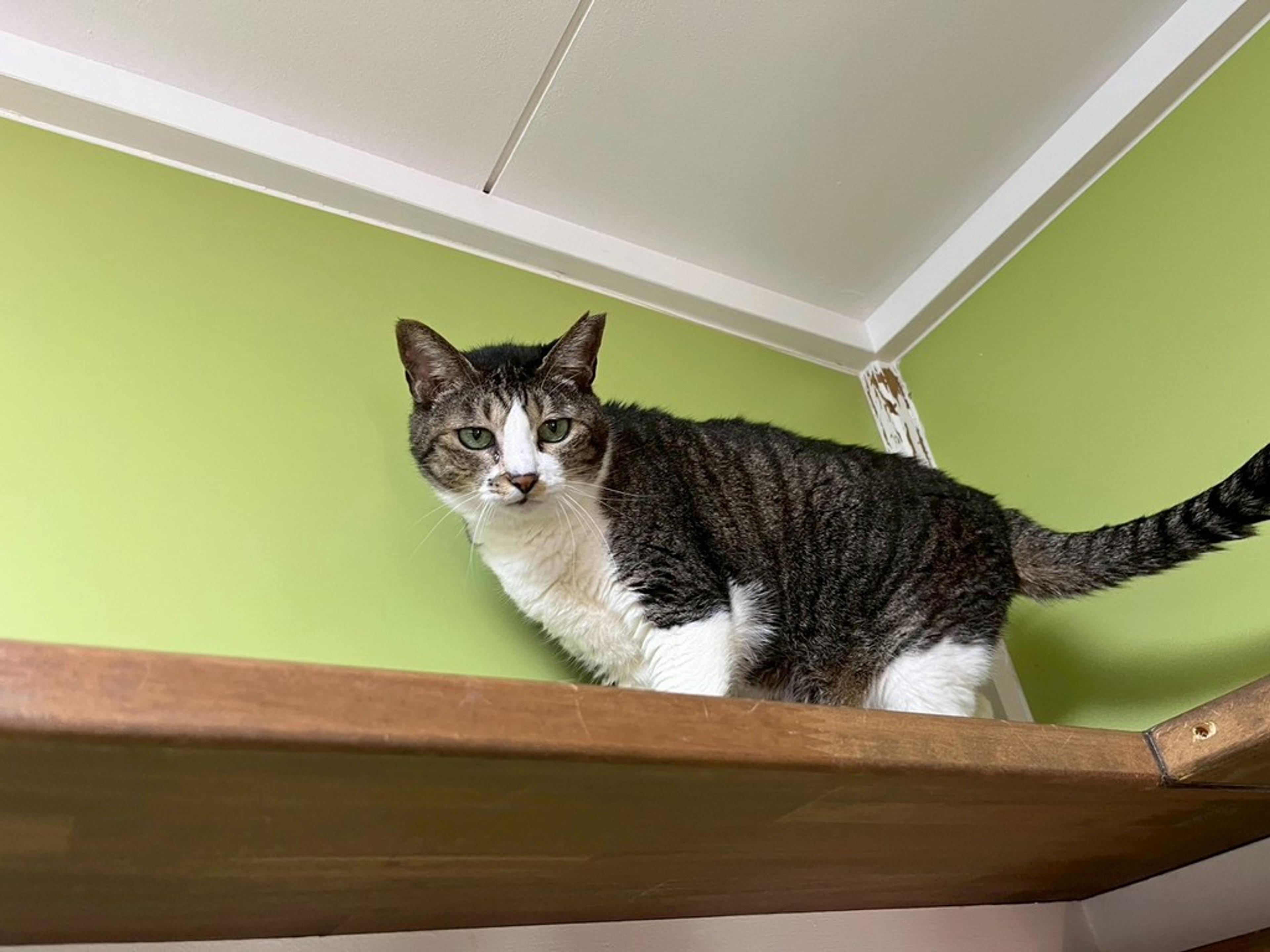 pet-image-3