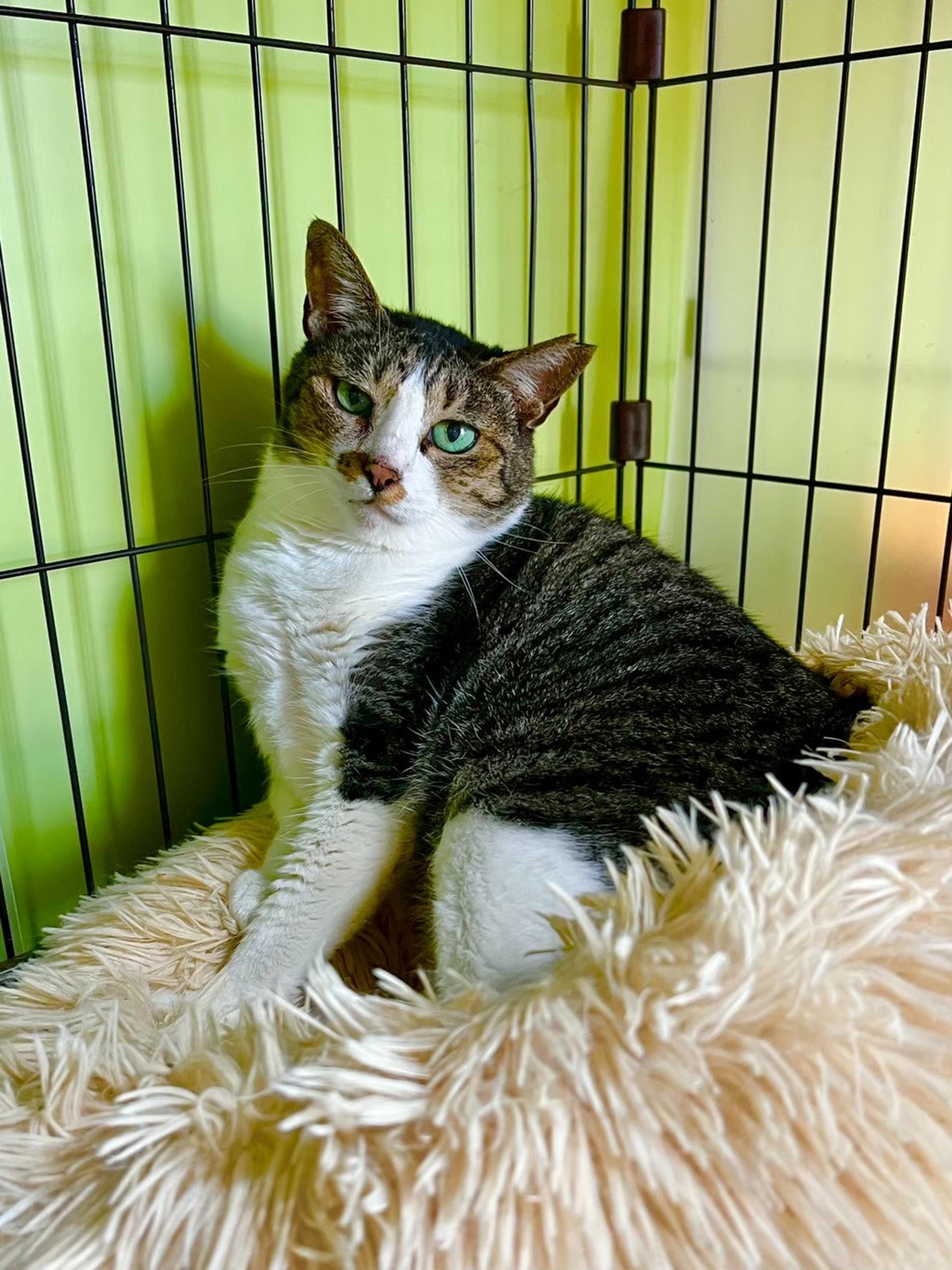 pet-image-4