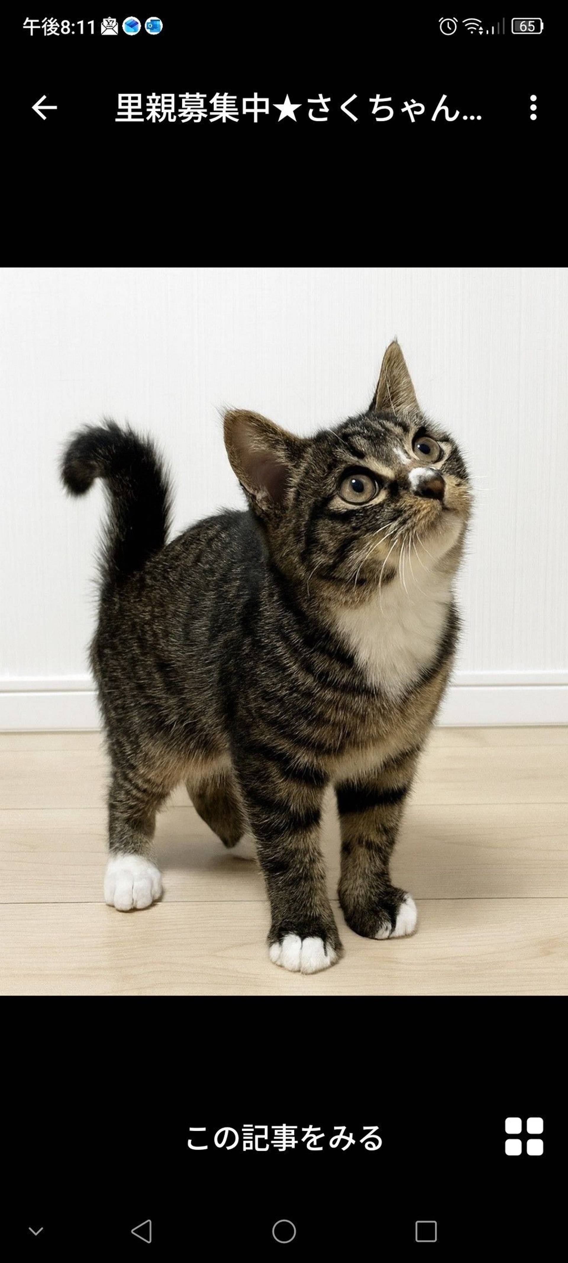 雑種（ミックス猫）・メスの里親募集の写真