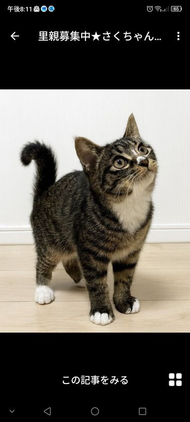 雑種（ミックス猫）・メスの里親募集の写真