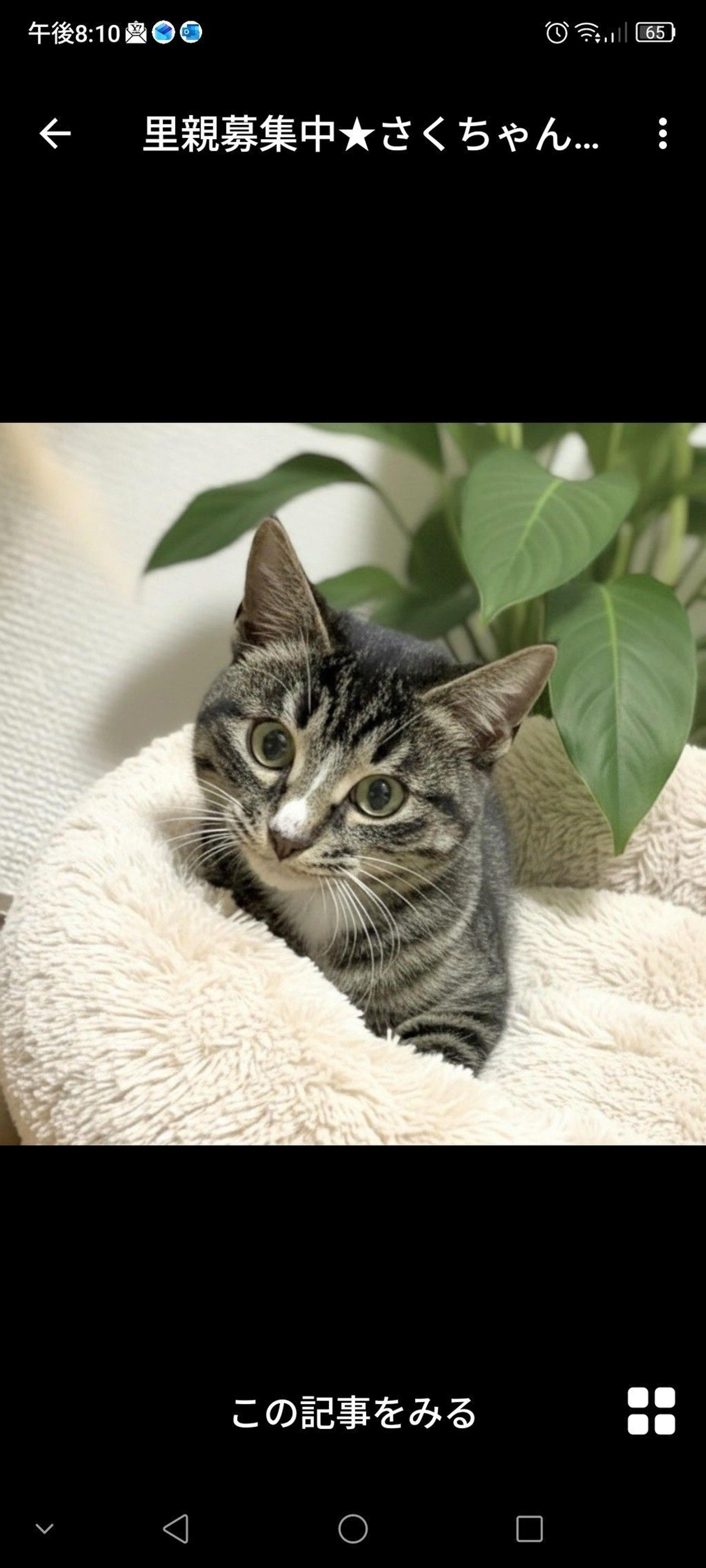 pet-image-2