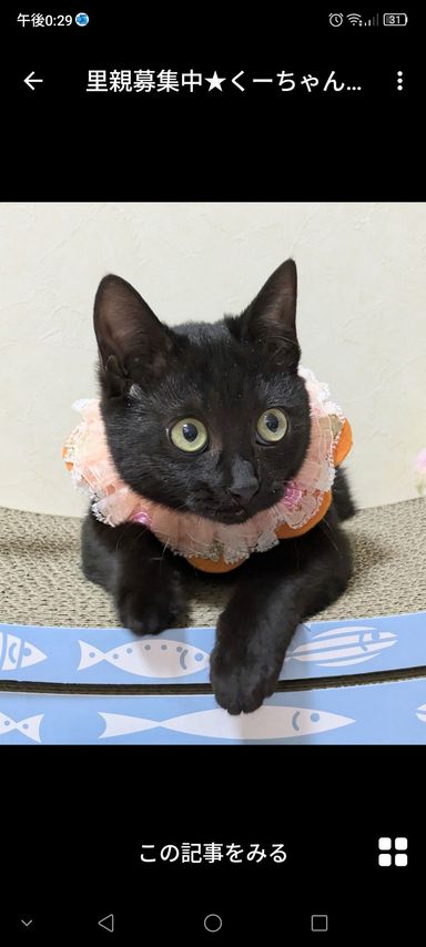 雑種（ミックス猫）・メスの里親募集の写真