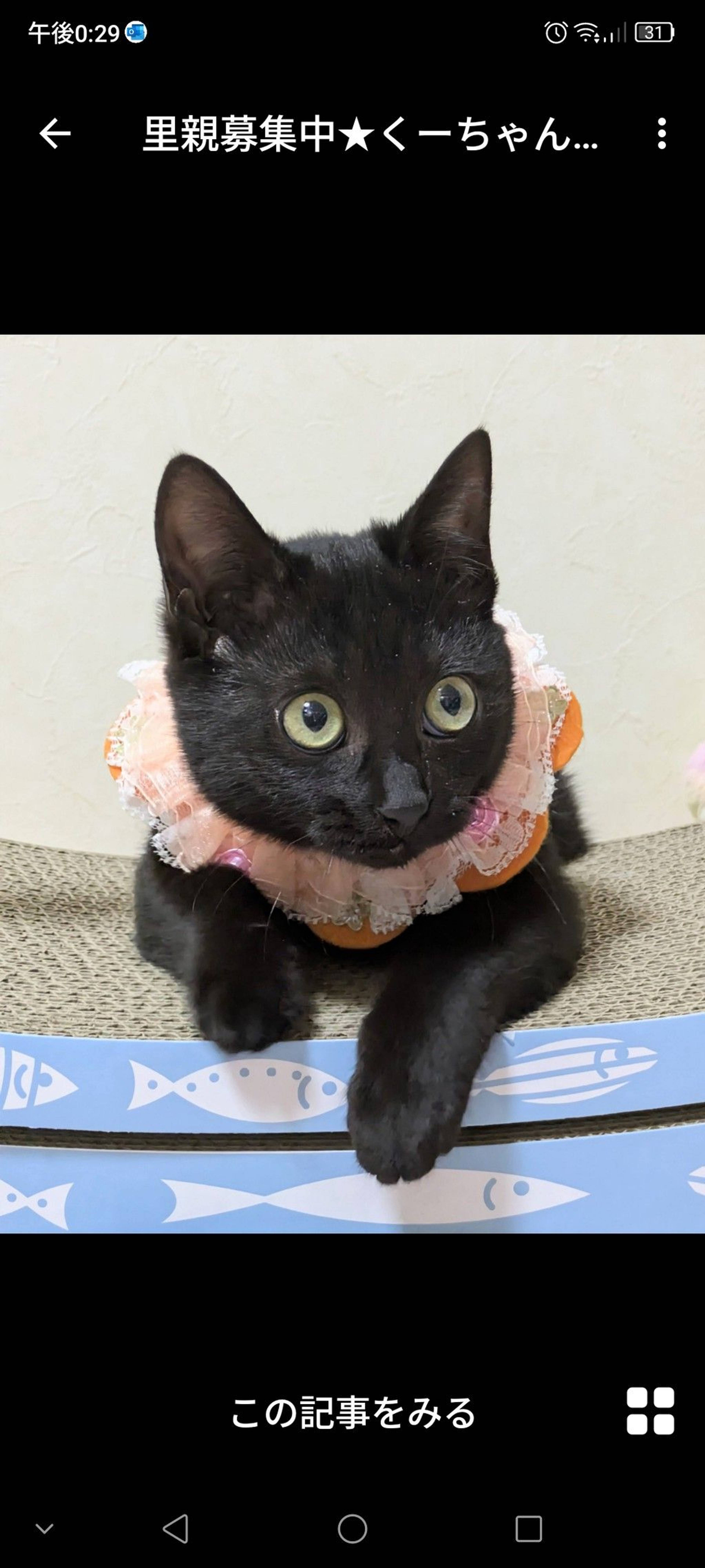 雑種（ミックス猫）・メスの里親募集の写真