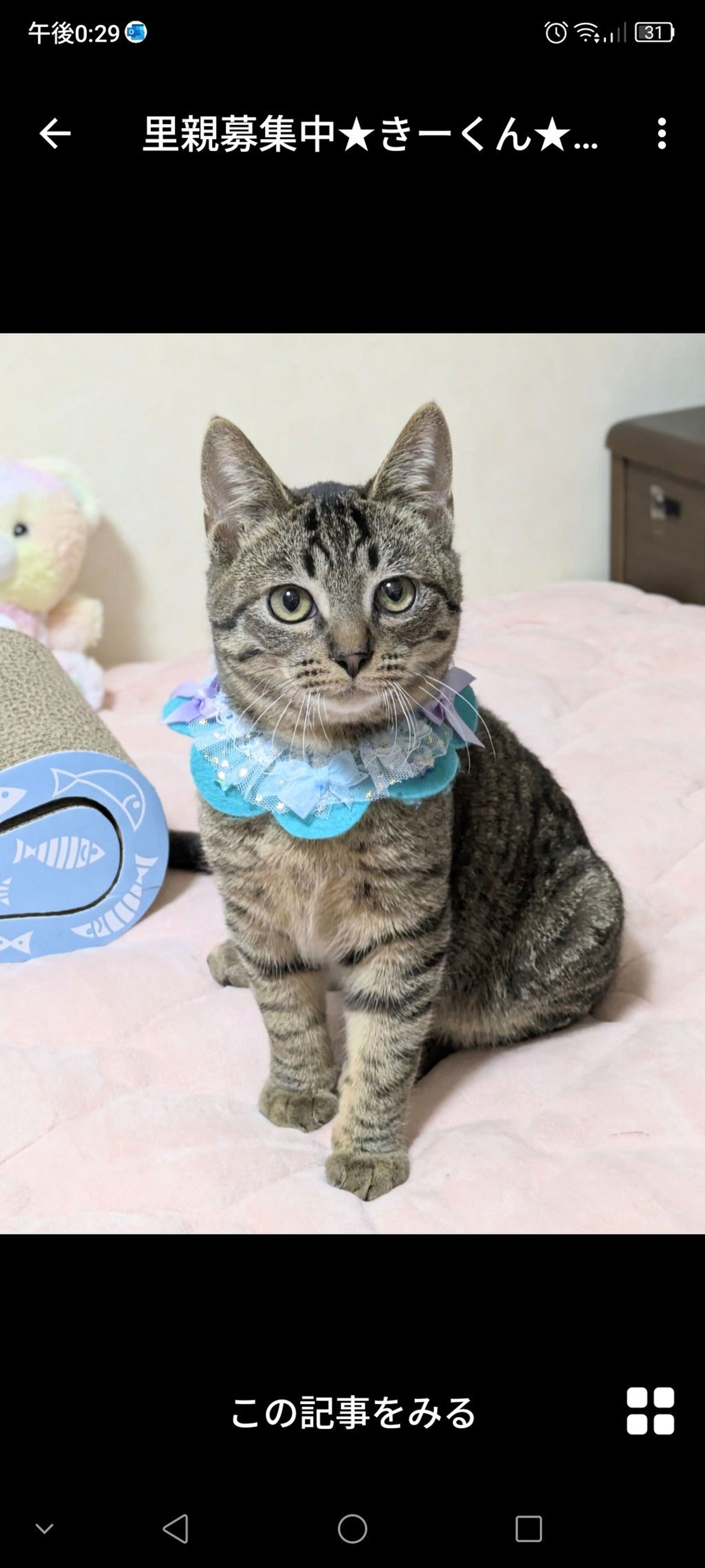 雑種（ミックス猫）・オスの里親募集の写真