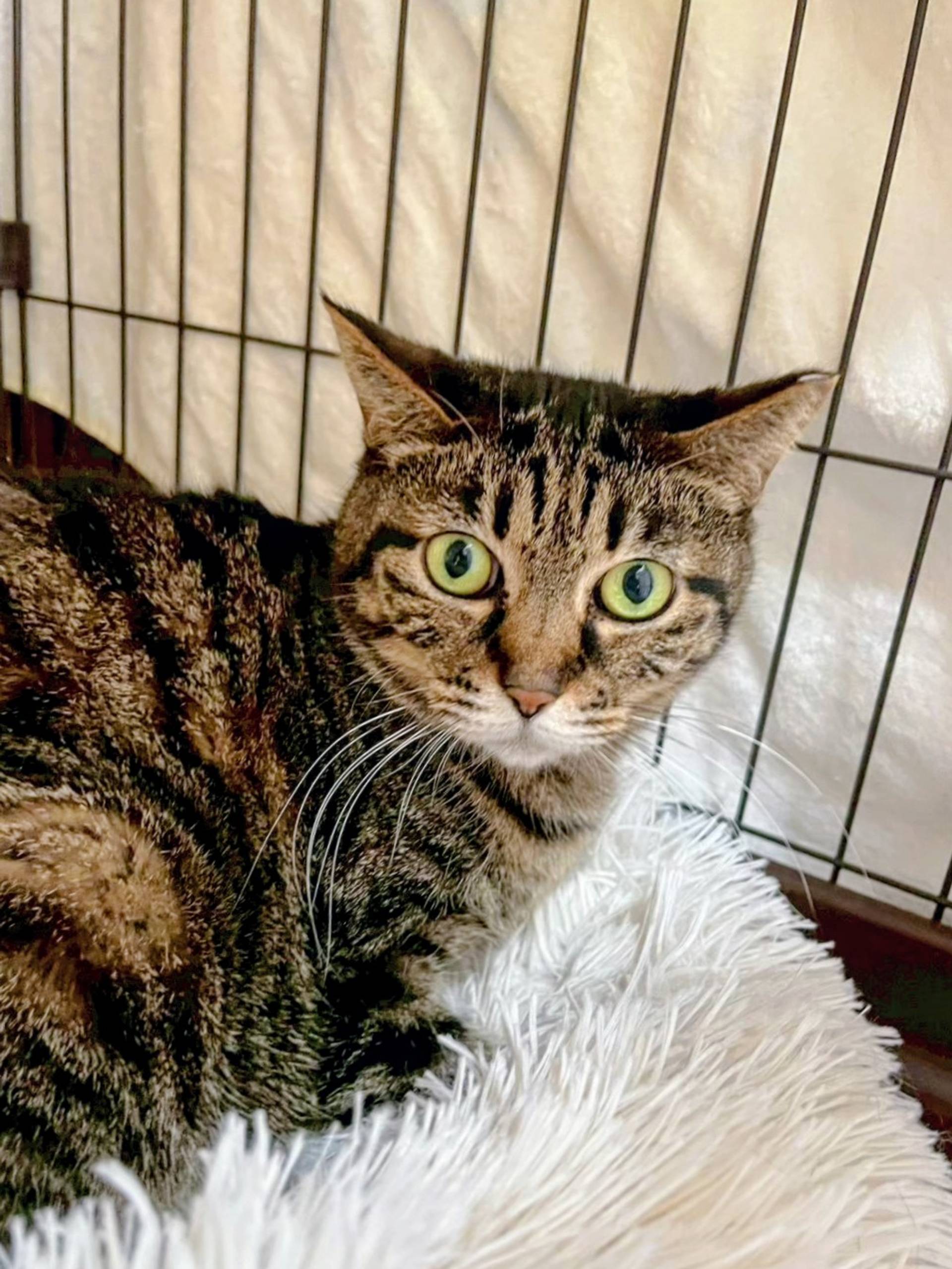 雑種（ミックス猫）・メスの里親募集の写真