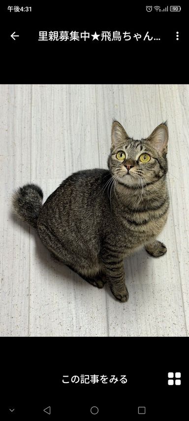 雑種（ミックス猫）・メスの里親募集の写真