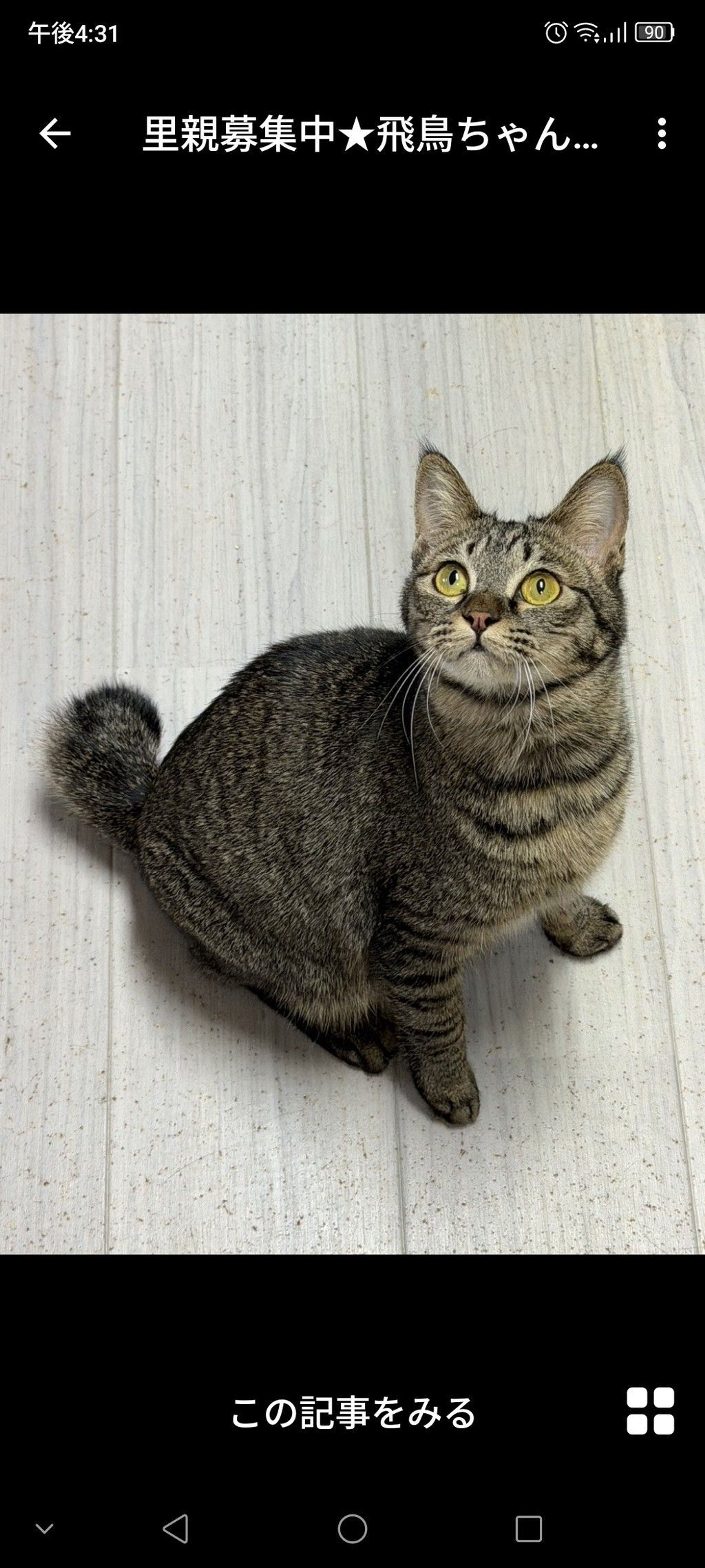 雑種（ミックス猫）・メスの里親募集の写真