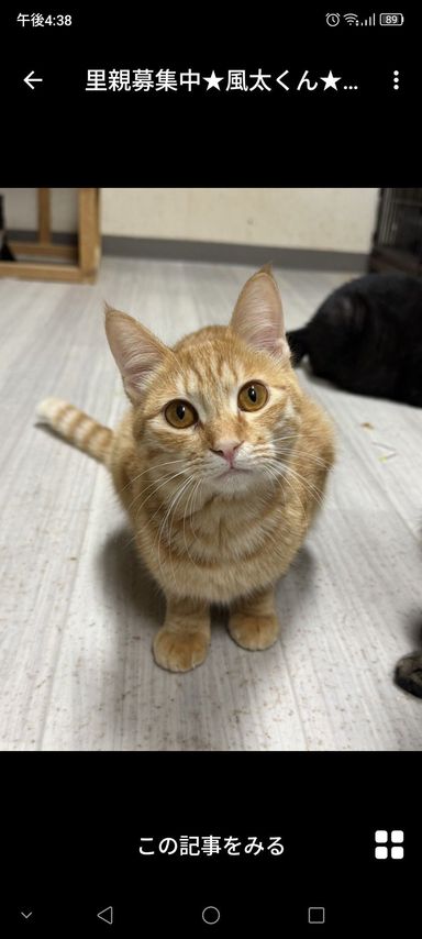 雑種（ミックス猫）・オスの里親募集の写真