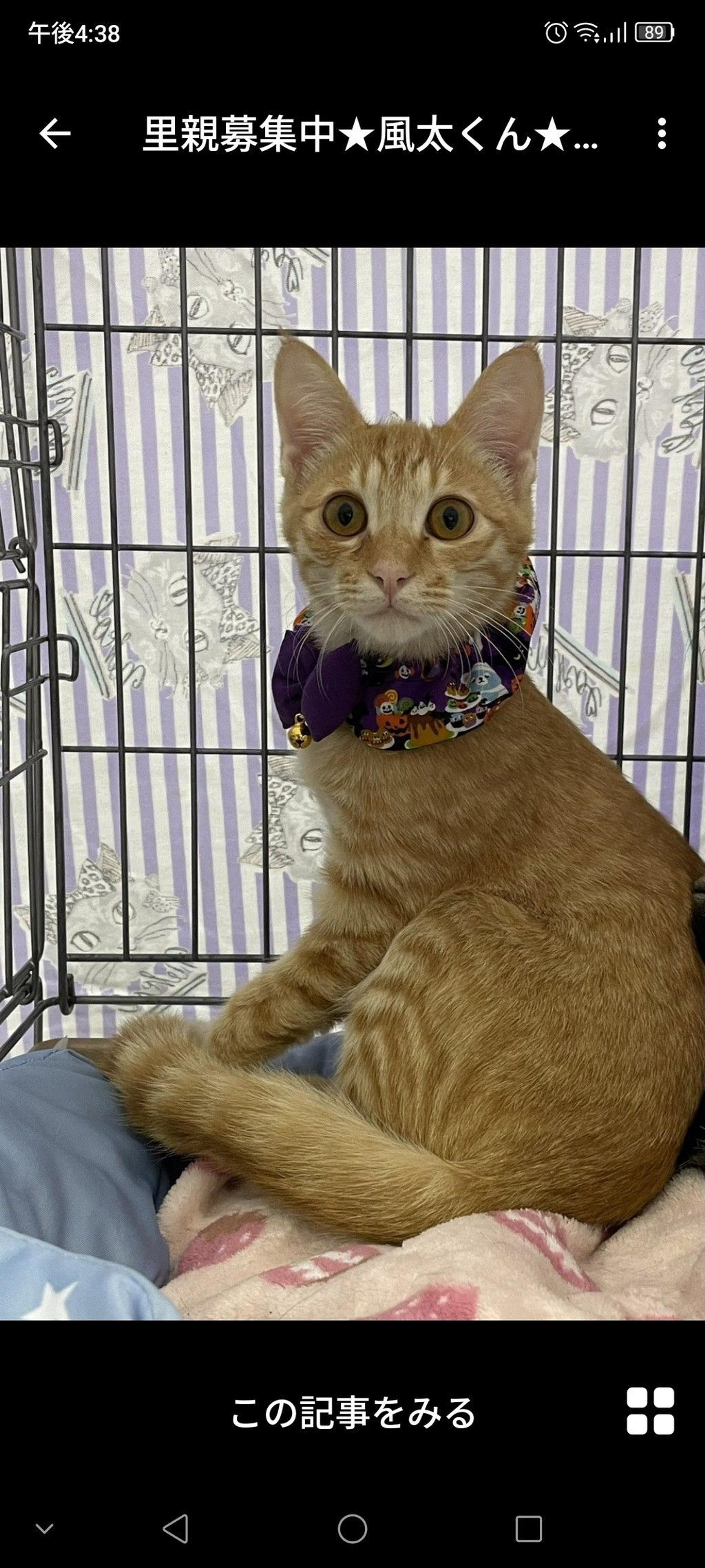 pet-image-2