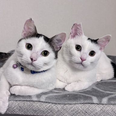 雑種（ミックス猫）・オスの里親募集の写真