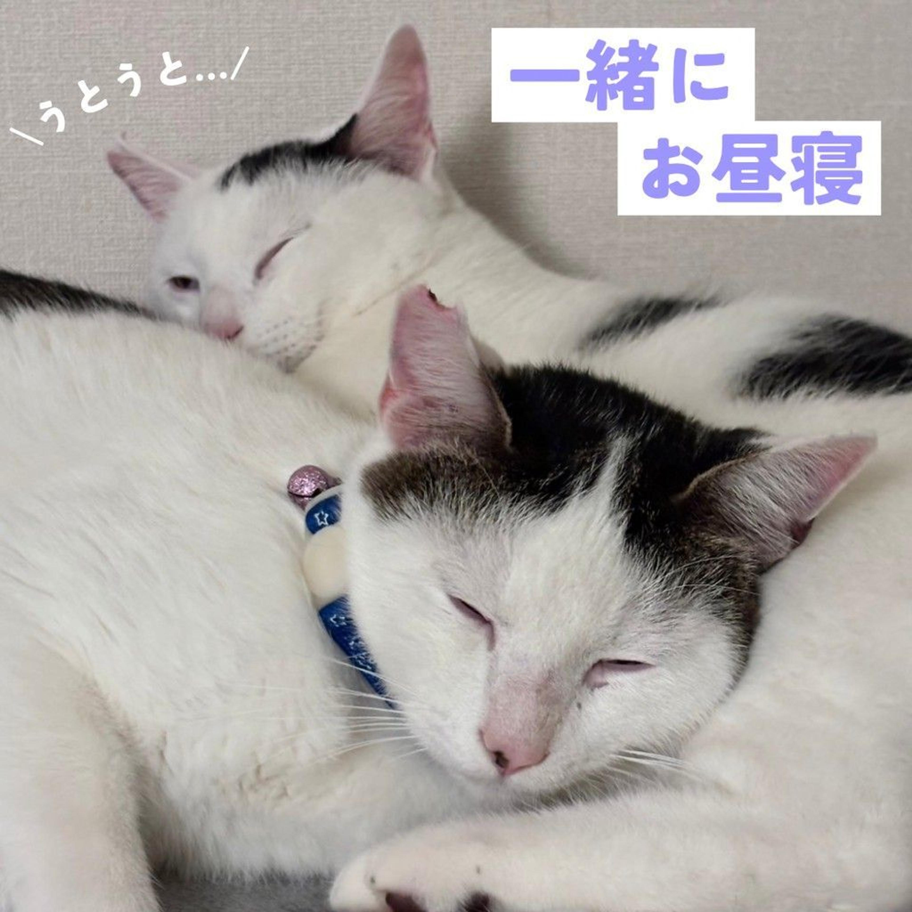 pet-image-3