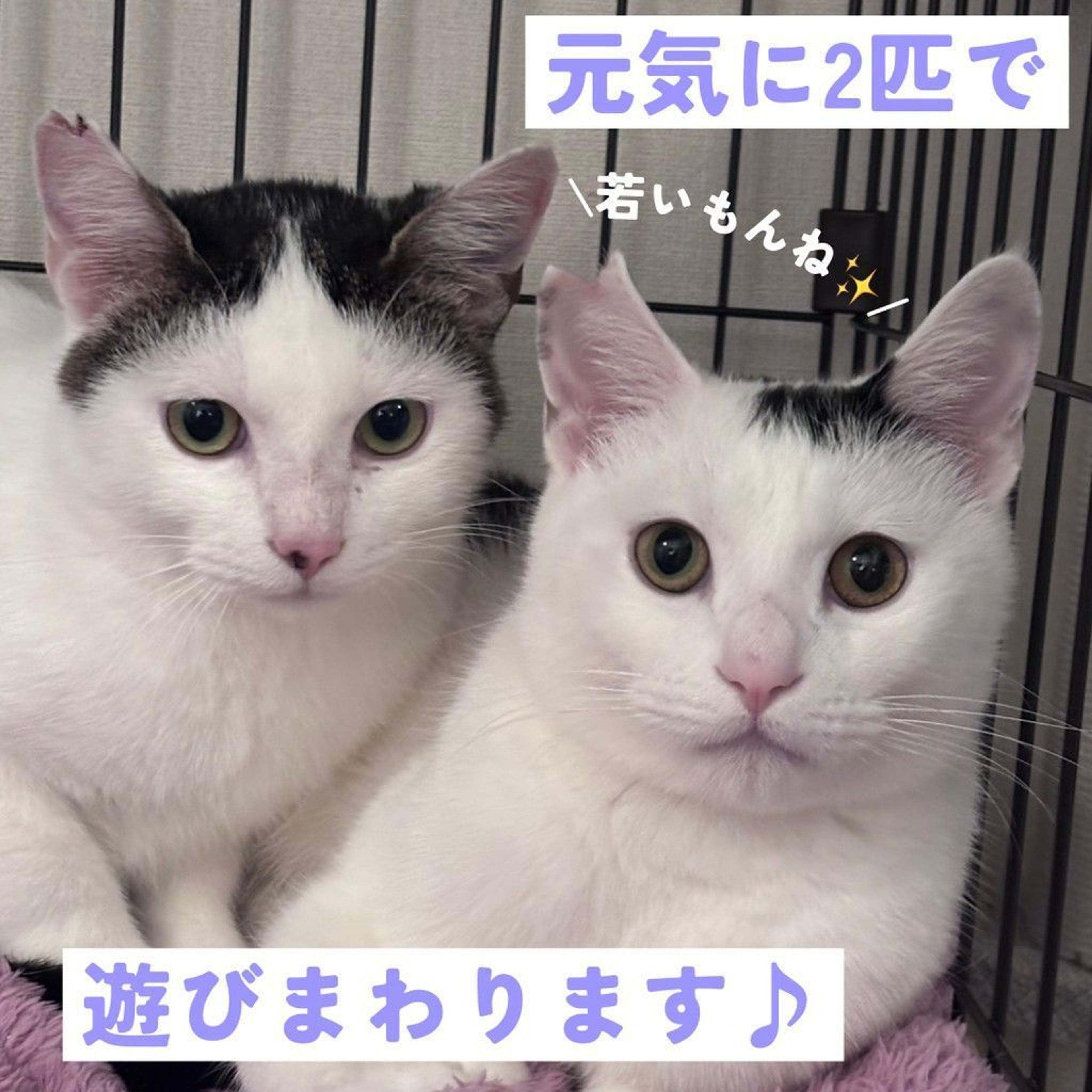 pet-image-4