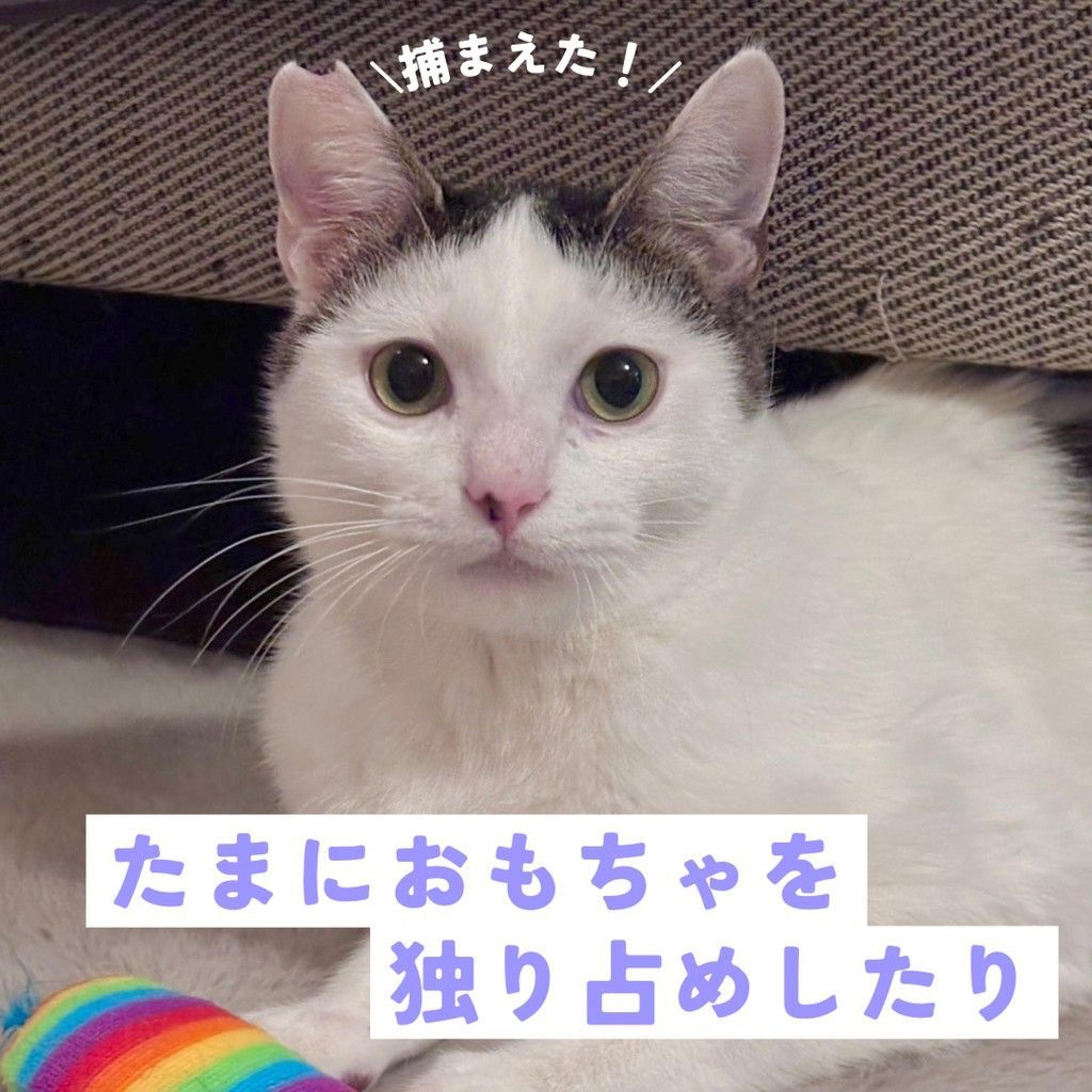 pet-image-5