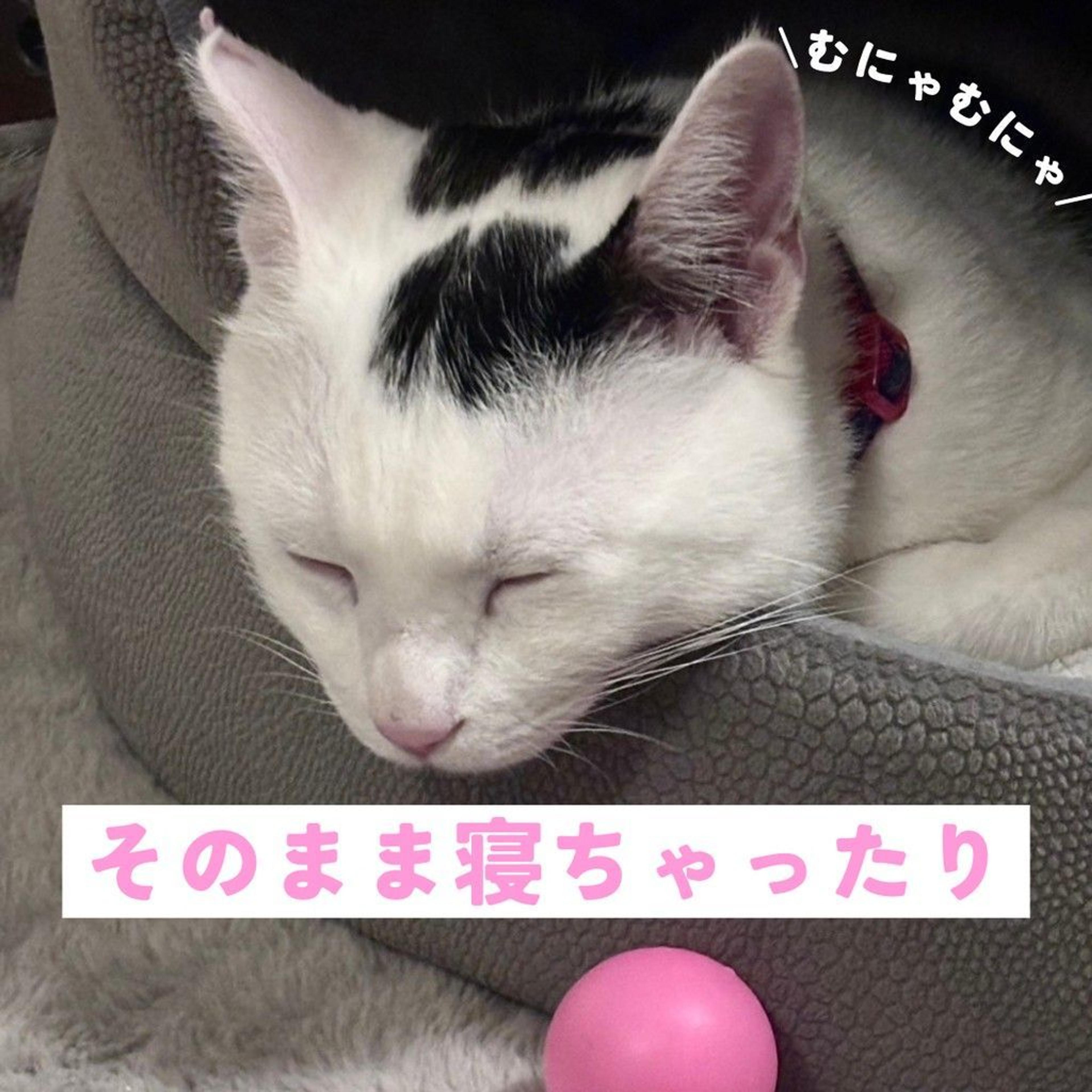 pet-image-6