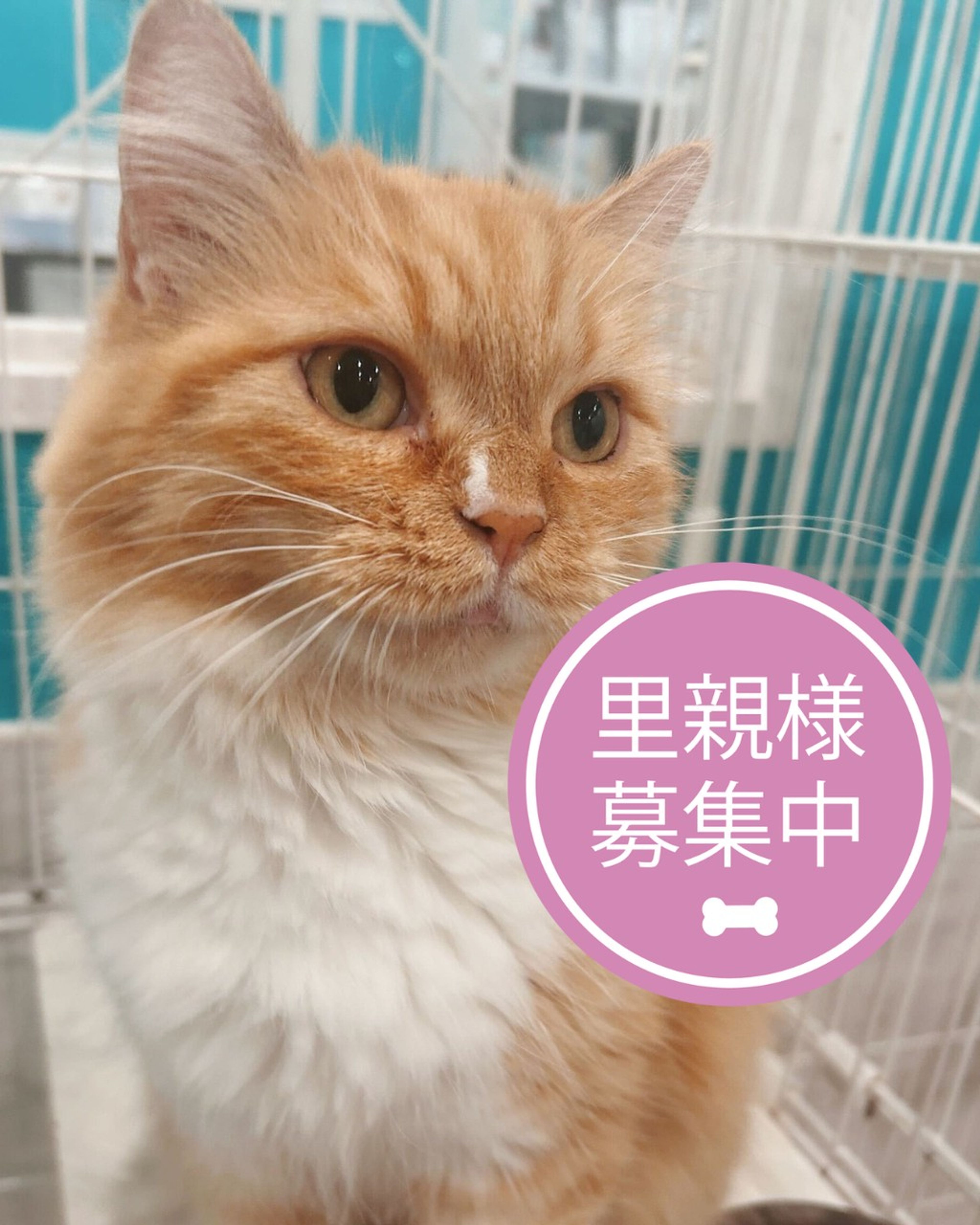 スコティッシュフォールド・メスの里親募集の写真