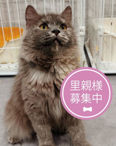 スコティッシュフォールド・メスの里親募集の写真