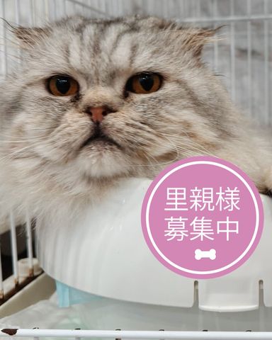 スコティッシュフォールド・オスの里親募集の写真