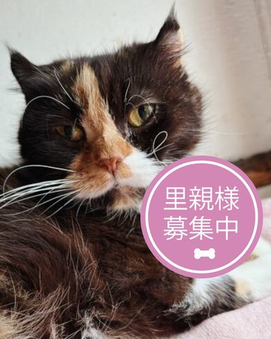 スコティッシュフォールド・メスの里親募集の写真