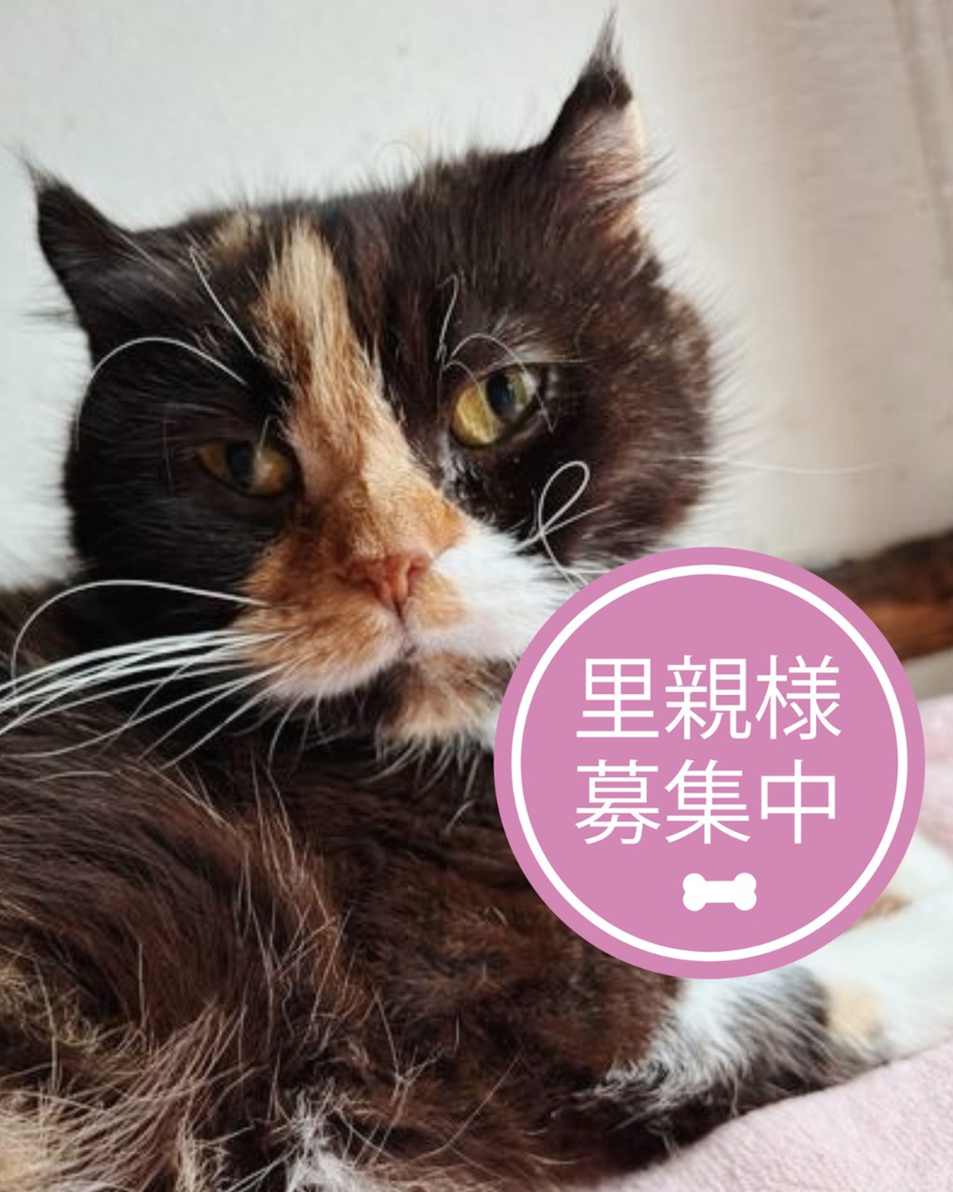 スコティッシュフォールド・メスの里親募集の写真