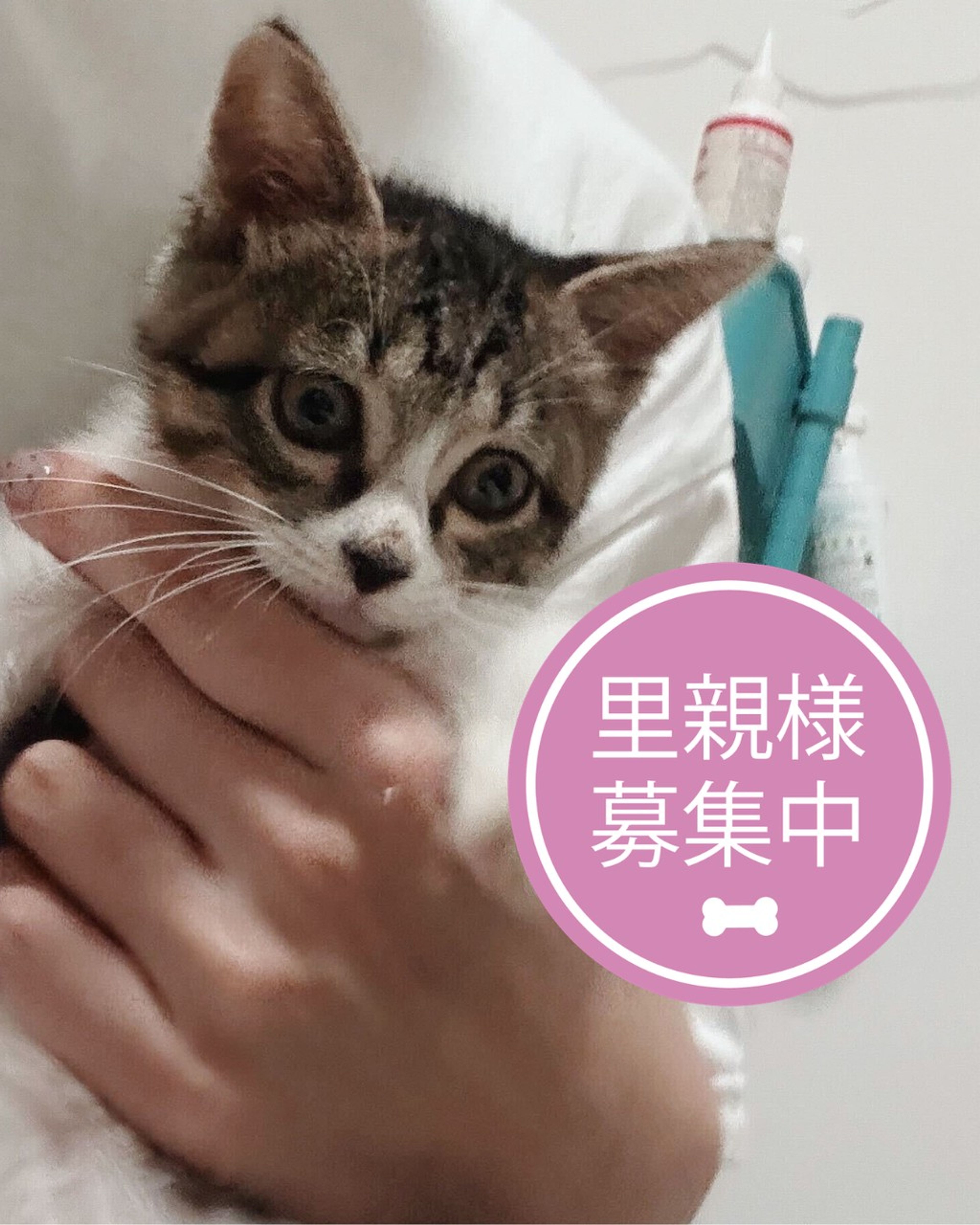 雑種（ミックス猫）・オスの里親募集の写真