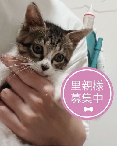 雑種（ミックス猫）・オスの里親募集の写真
